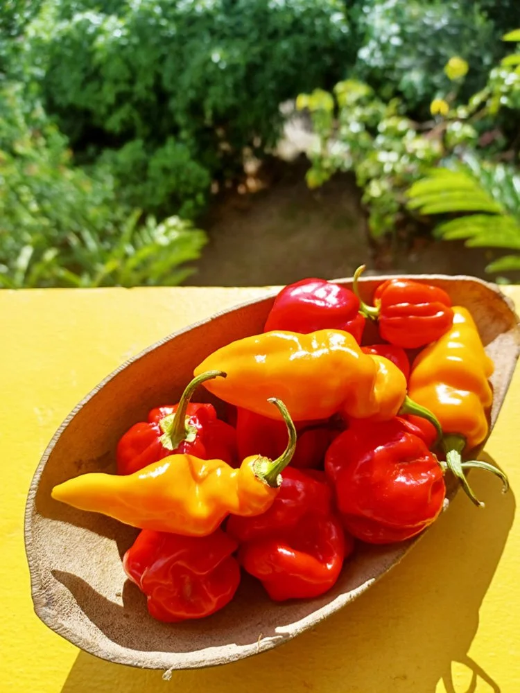Fresh chillies from the garden at Mango Garden Cottages