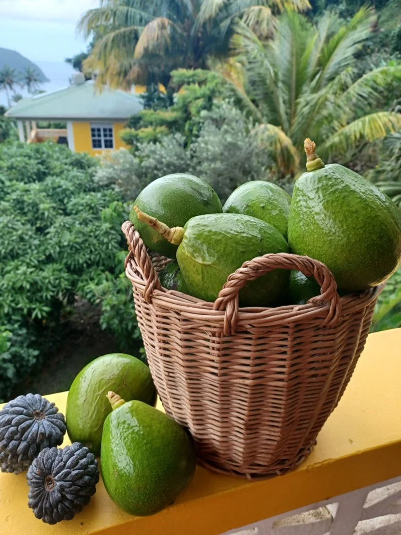 Fresh avocados from the garden at Mango Garden Cottages. These will be the best avocados you have ever tasted.