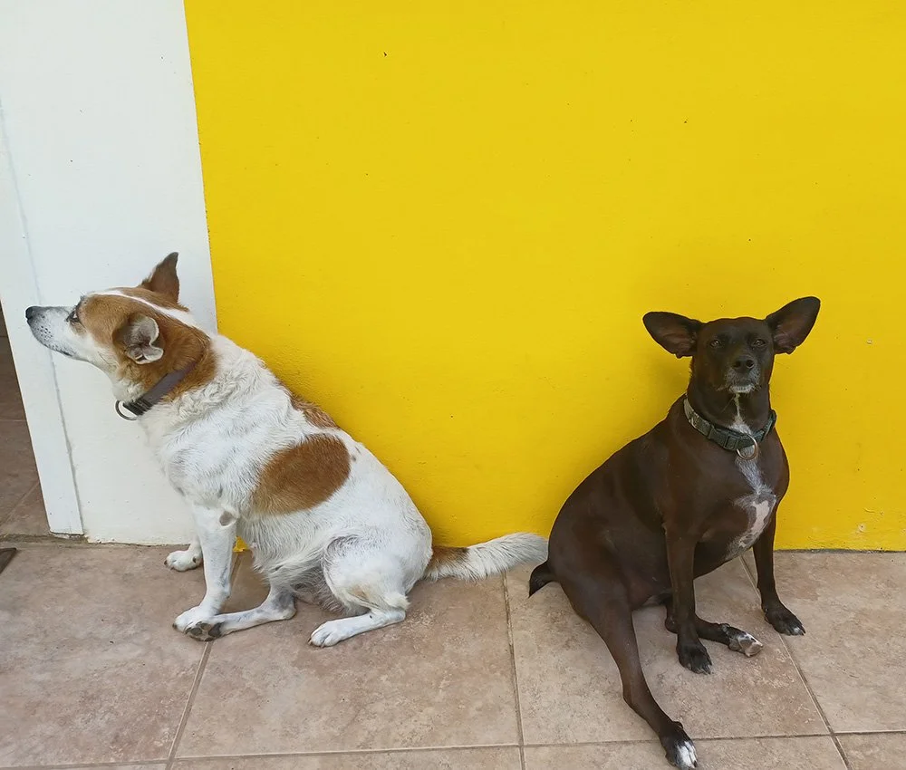 Image showing the dogs of Mango Garden Cottages against the yellow wall of the self-catering accommodation on Dominica