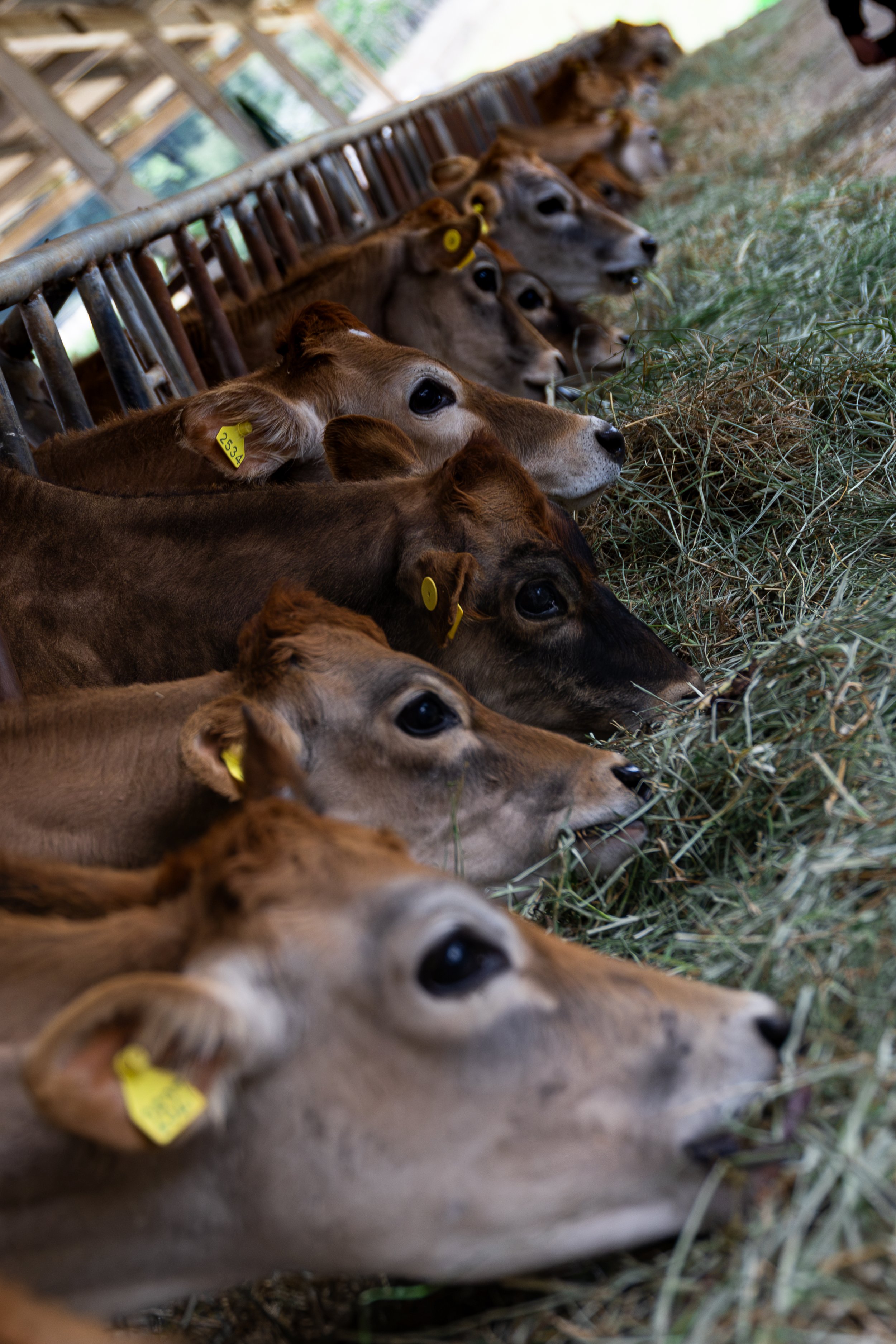 Pasajinak1-JulioCarpio.jpg