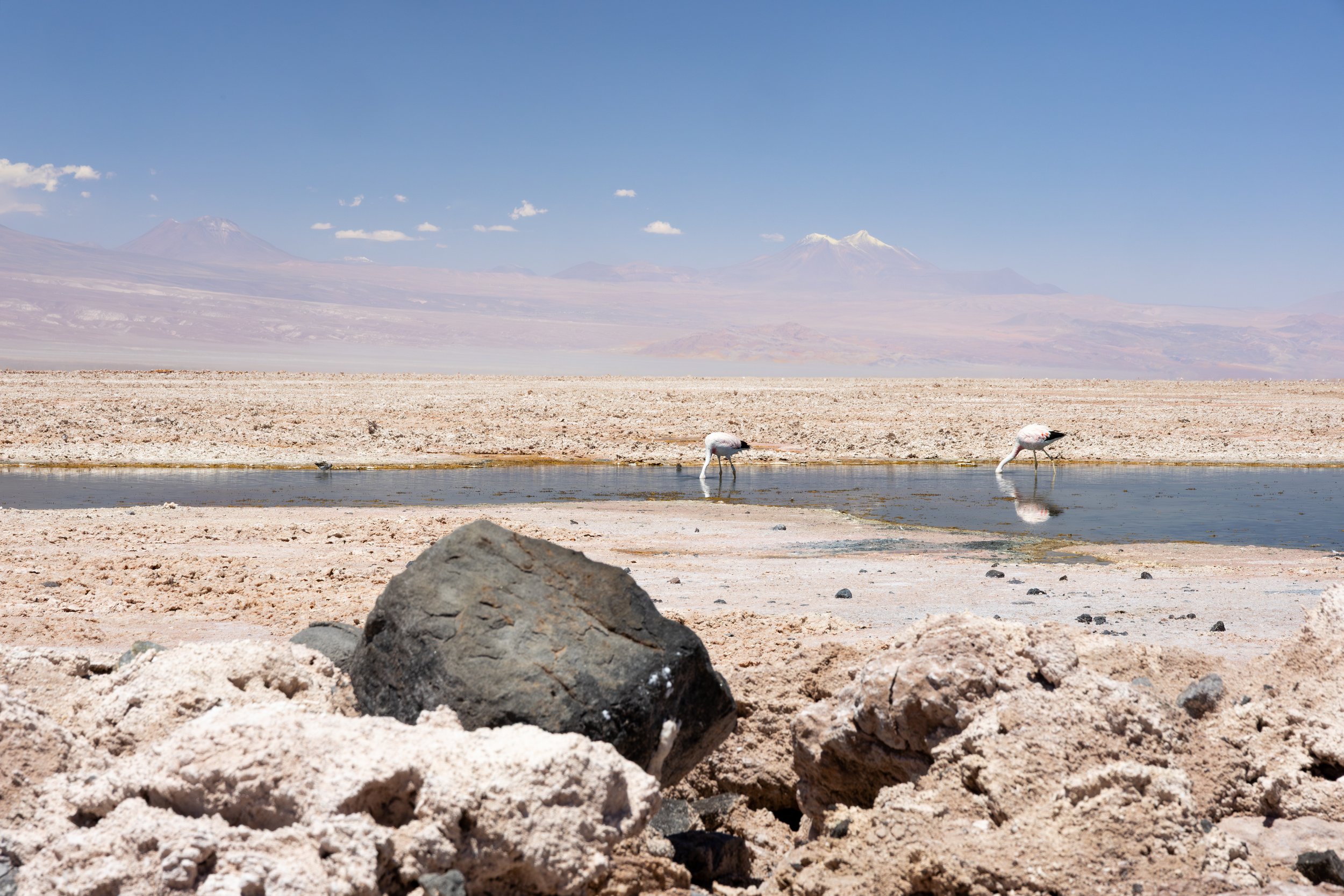 Atacama-Flamingos1.jpg