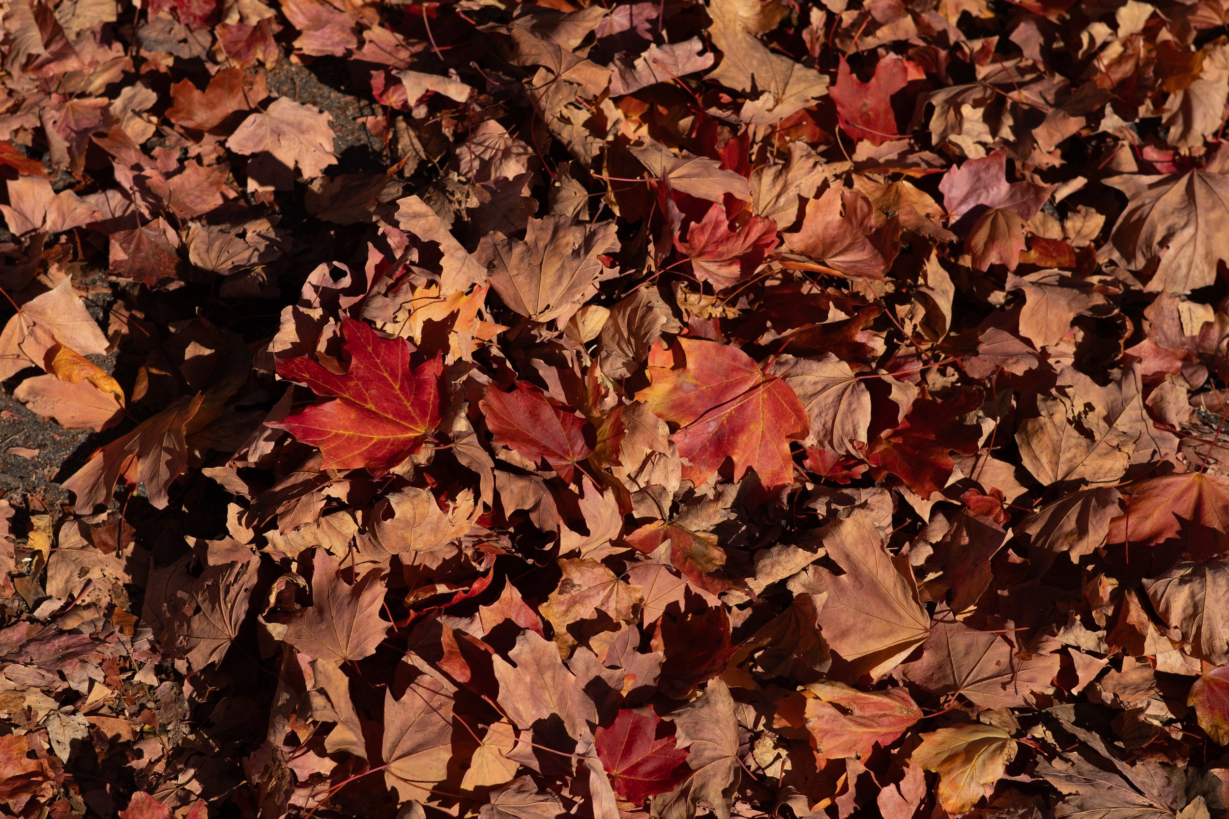 Portafolio_FineArt-18.jpg