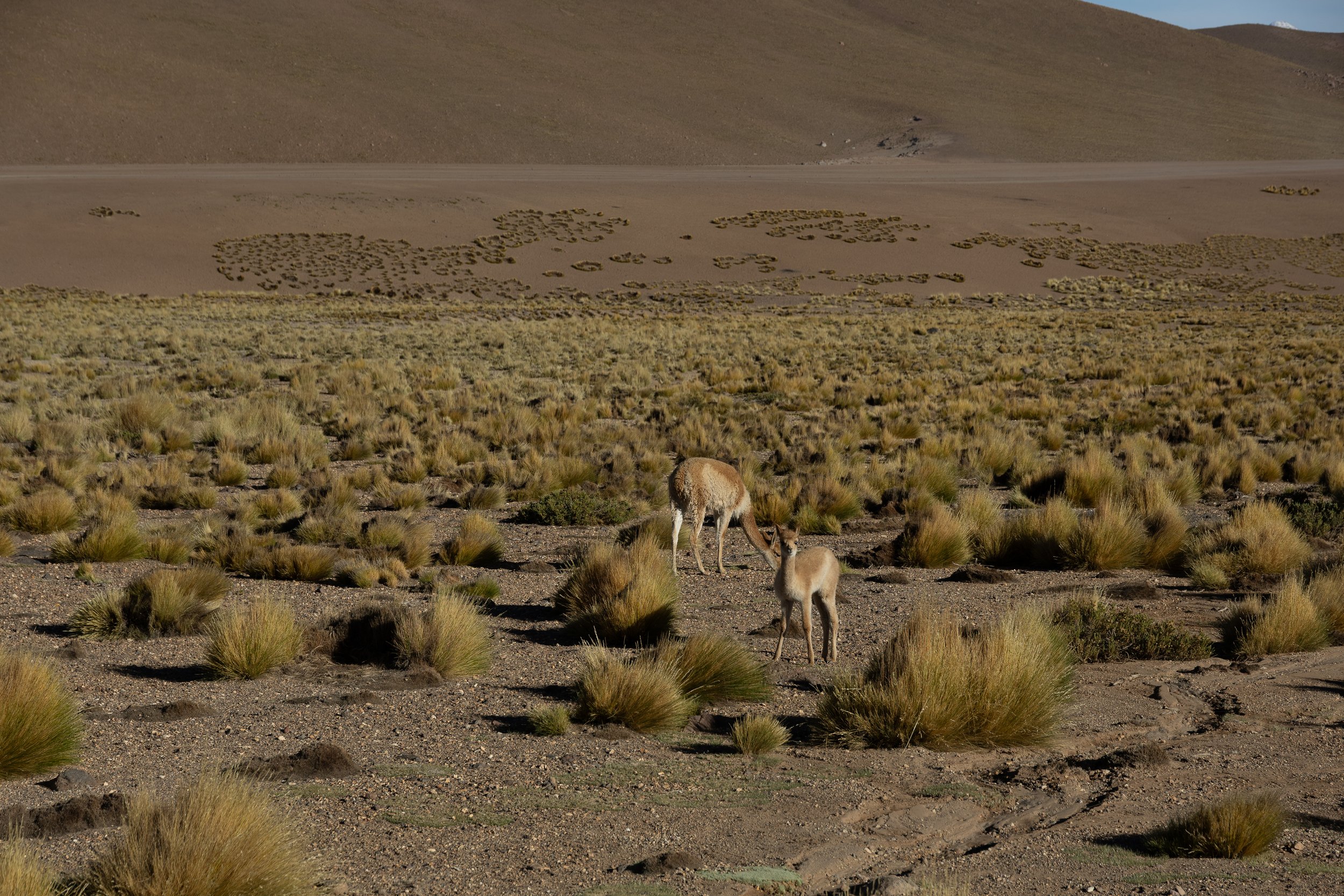 Portafolio_Naturaleza-12.jpg