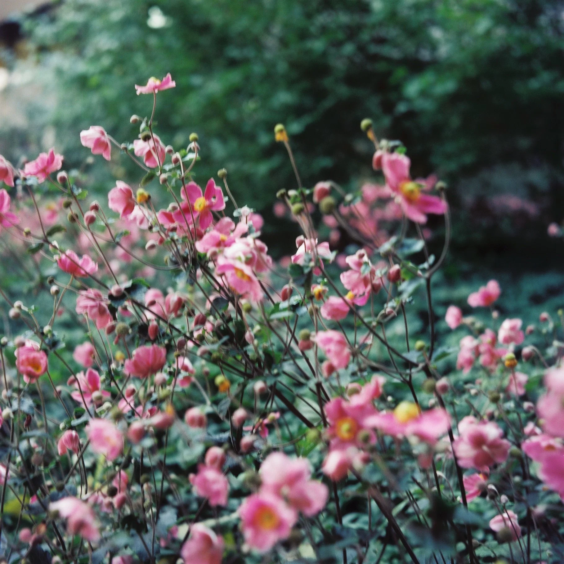  عکس این شکوفه‌ها و گل‌ها رو هم دوست دارم، ولی حیف که یه کم تار شده. I also love this shot of the blossoms and flowers, but sadly it came out a little blurry. 
