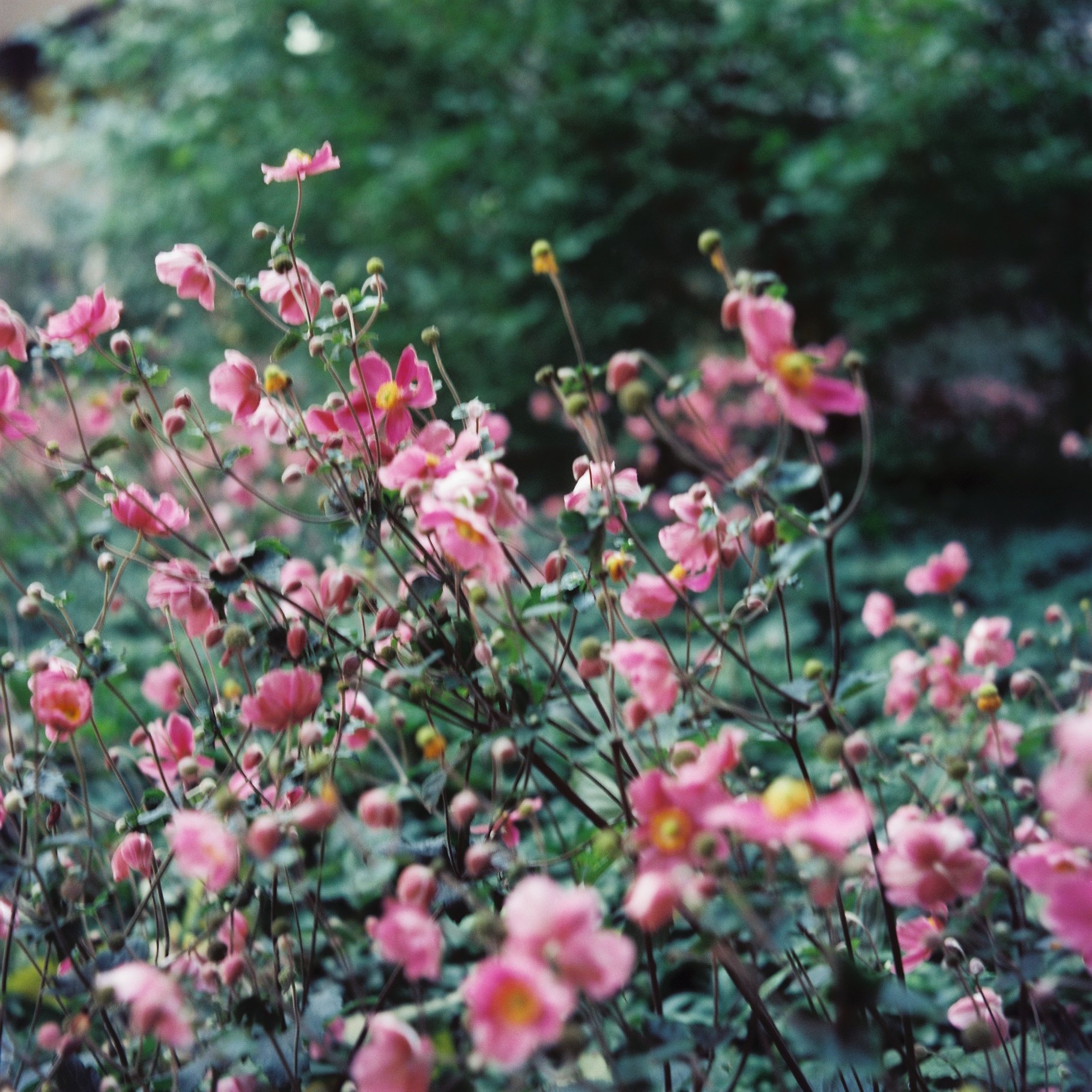 Czech Glass, American Grain: Flexaret IVa &amp; CineStill Dynamic 400 D - Part 2
