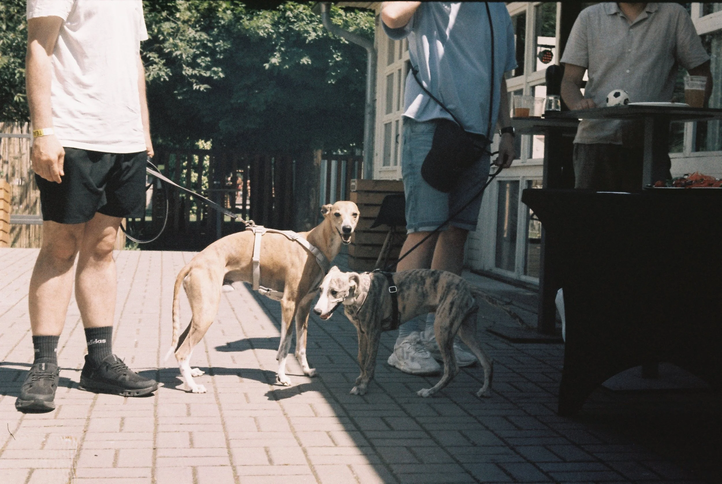  We were thrilled that another colleague had a Whippet and brought her along! She was much smaller than Art and instantly took us back to Art’s puppy days. The two became friends in a second, and I seized the chance to give her as many cuddles as I c