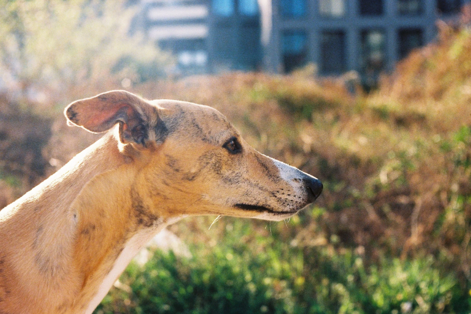 April Light with Art — Kodak UltraMax 400