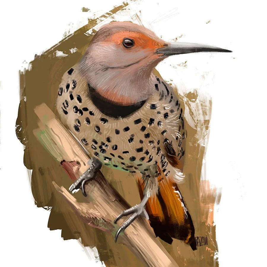 mirtohid-razavi-northern-flicker-digitalpaint-by-mirtohidrazavi.jpg