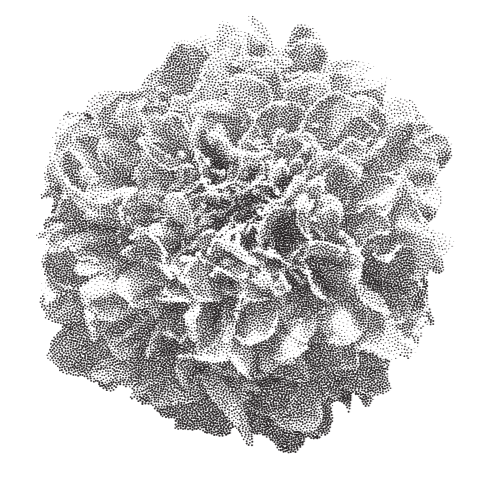 Close-up of a dark-colored, textured, spherical object resembling a forest green moss ball or coral.