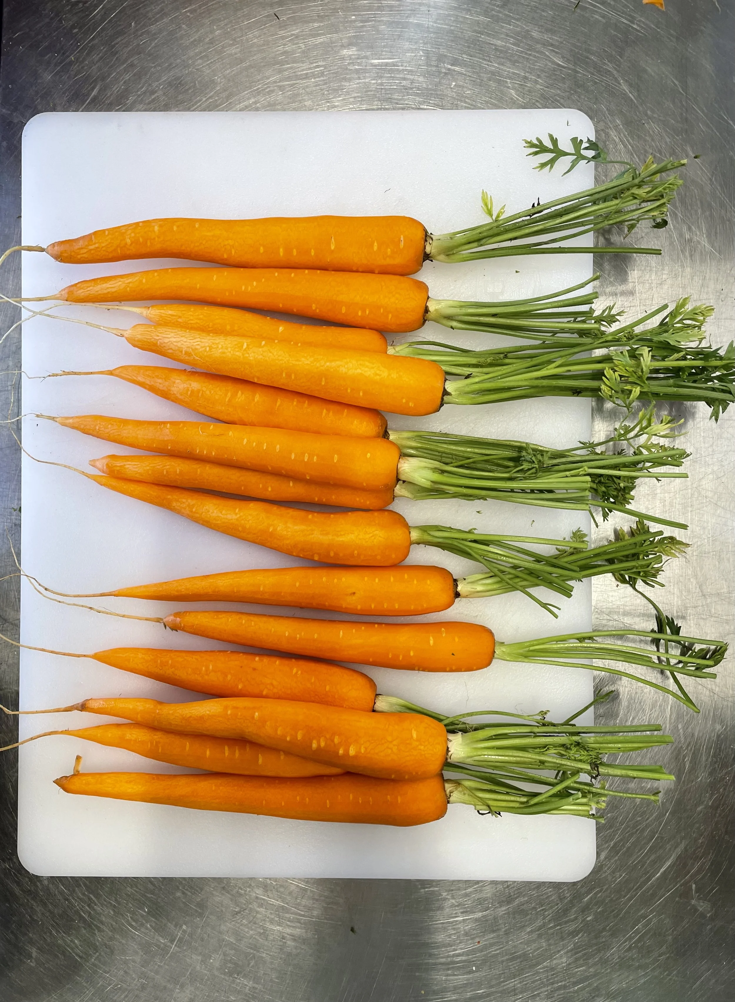 Une rangée de carottes orange avec les fanes vertes, posées sur une planche en plastique blanche sur une surface métallique.