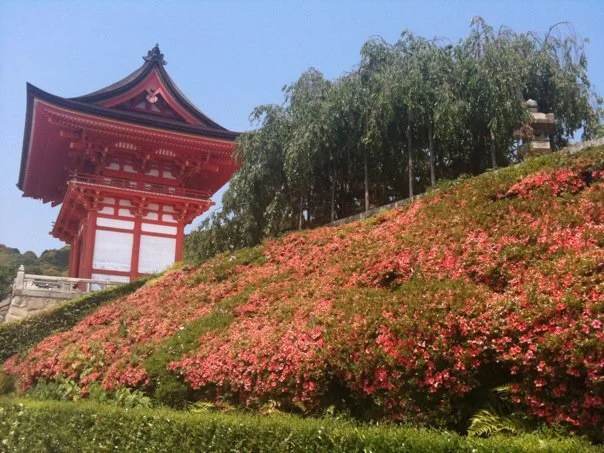 Traditional Japanese building with red wooden structure and curved roof, surrounded by vibrant pink flowers and green trees.
