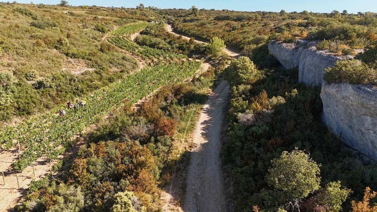 De wijngaarden van Les Combes Cachées