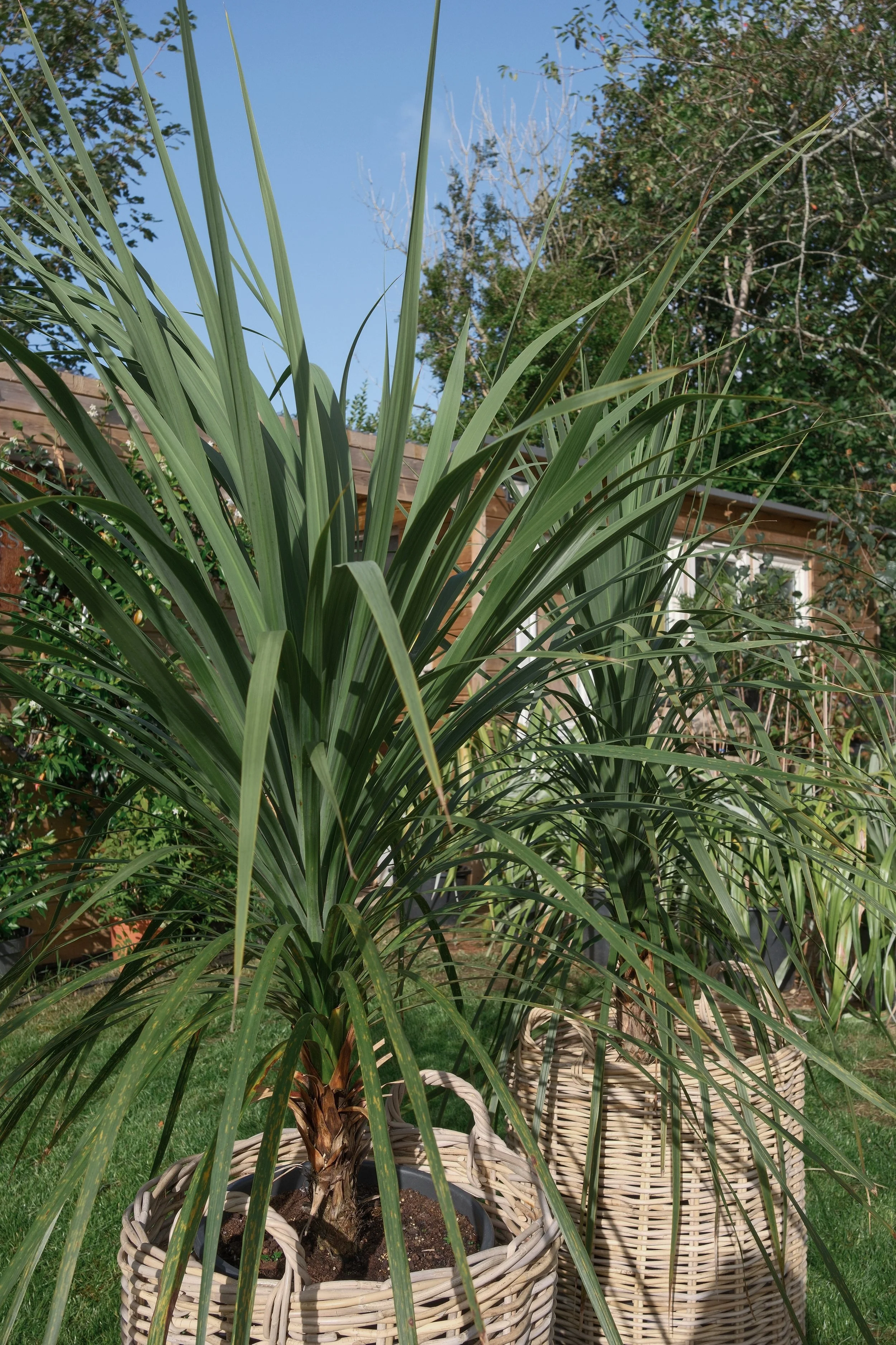 Potted plant with long, green, strap-like leaves in a woven basket, outdoors on grass with trees and a house in the background under a clear blue sky.