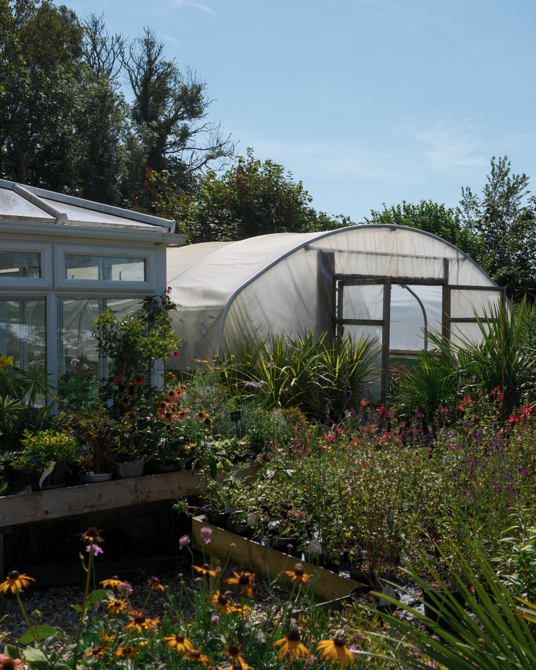 A garden with a greenhouse and a polytunnel, surrounded by various flowering plants and greenery, under a partly cloudy sky.