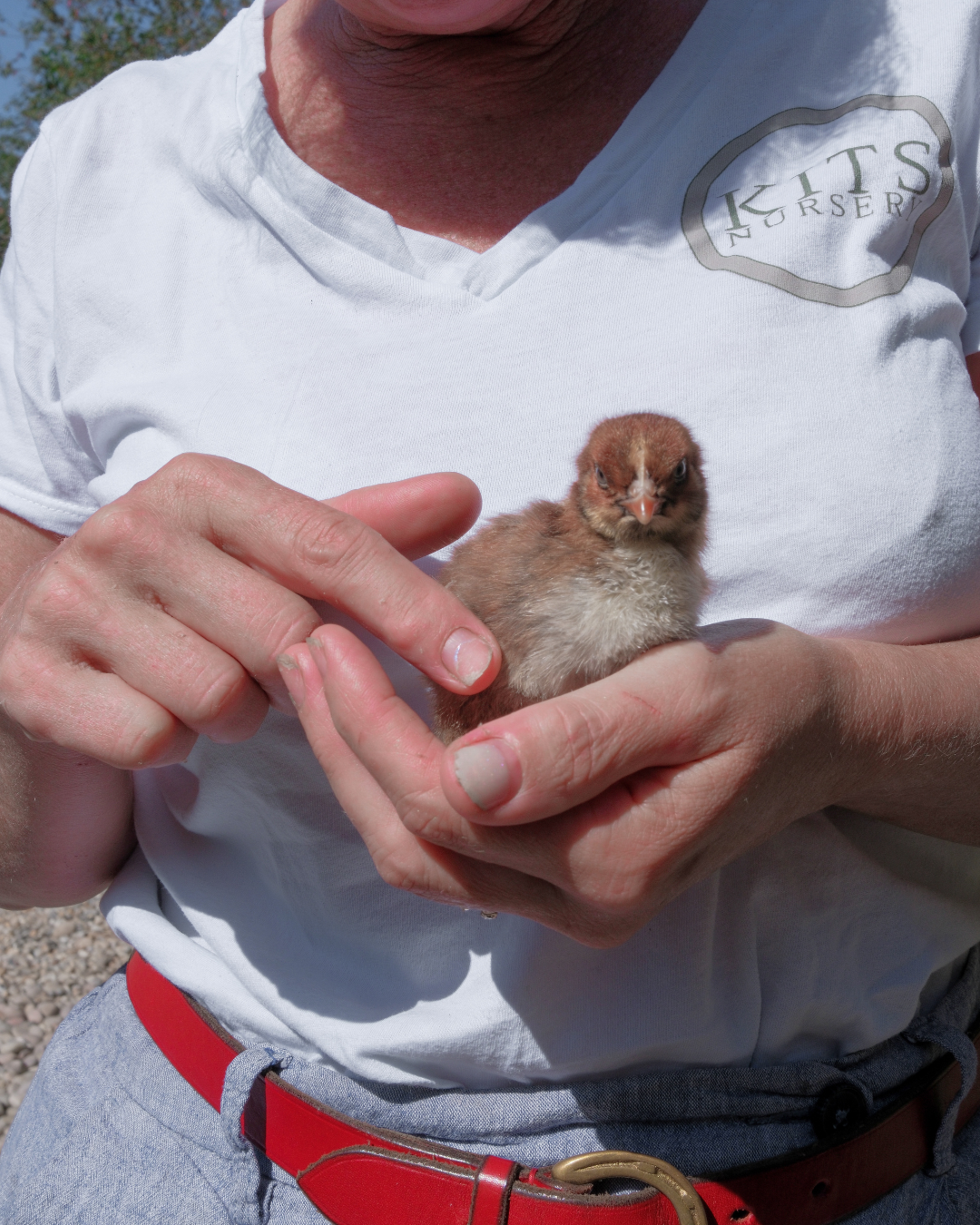 Person holding a small brown chick with white markings, wearing a white shirt and gray pants, outdoors in sunny weather.