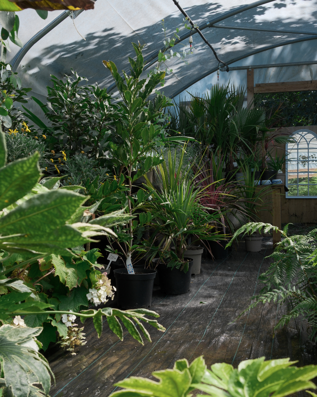 A lush greenhouse filled with various green plants in pots, with a window on the right allowing natural light to filter in.