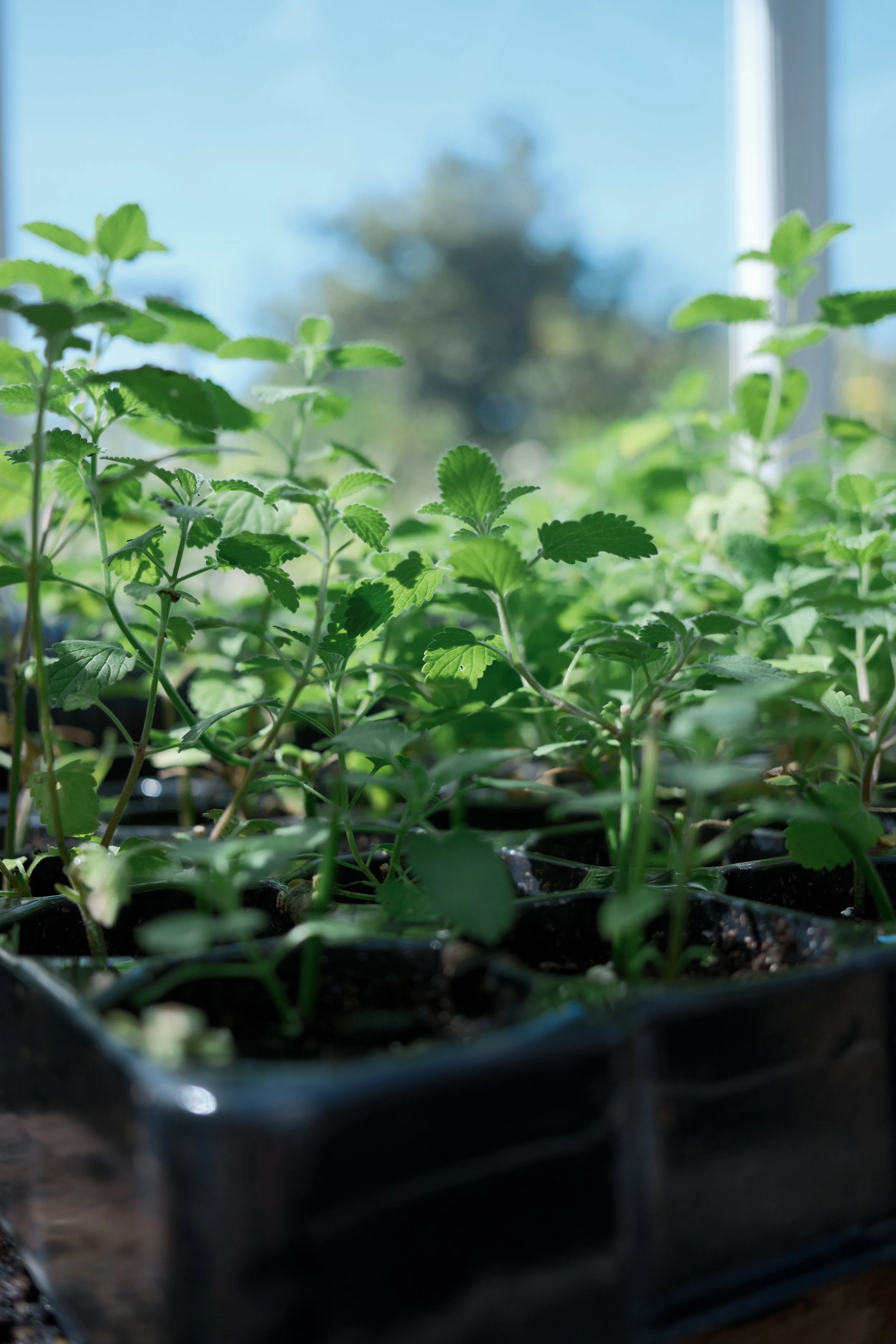 Green plant seedlings growing in soil in a black plastic tray, with a blurred window and blue sky in the background.