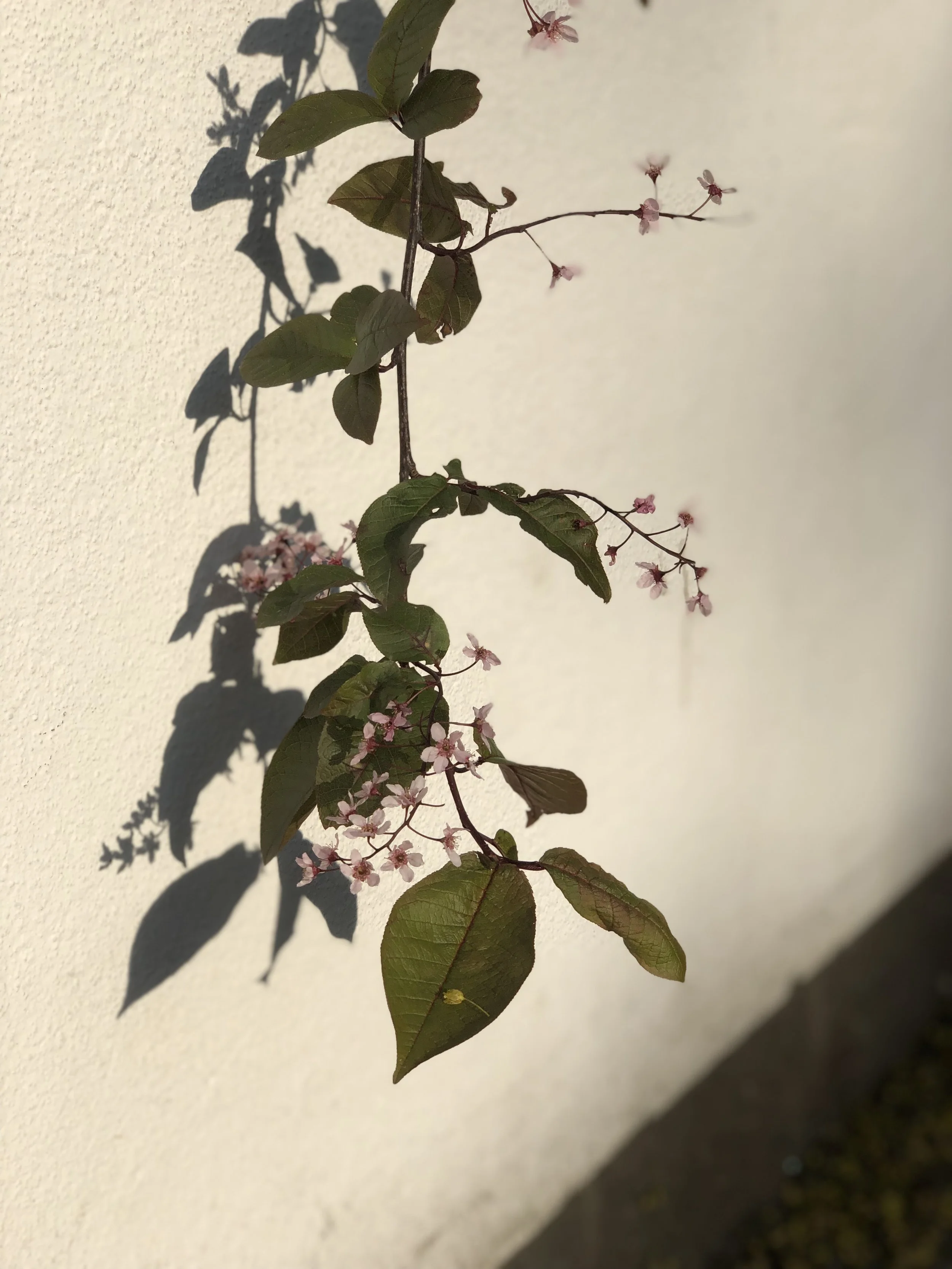 Vaaleanpunaisia kukkia ja vihreitä lehtiä valkoista seinää vasten. KOETE, visuaalinen suunnittelu, brändäys ja muotoiluajattelu.