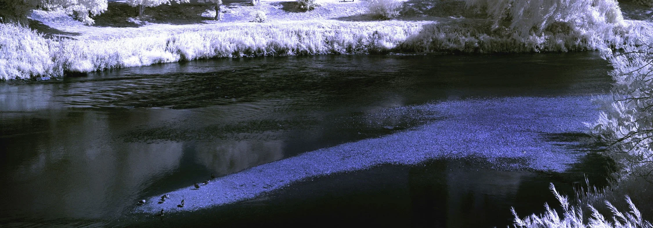 A river with dark water flowing through a landscape with snow-covered banks and trees, creating a winter scene.