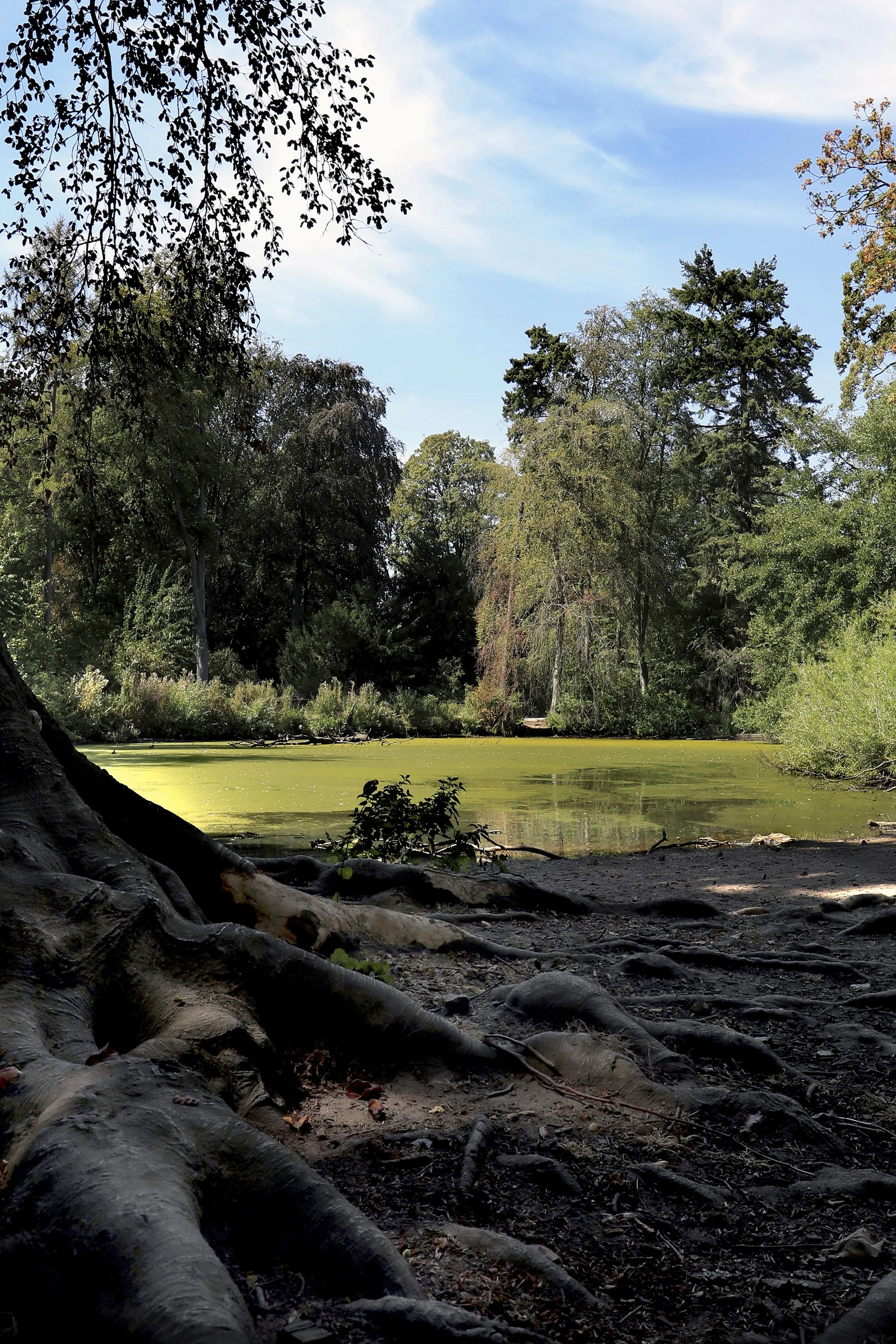 "Rooted Calm" – Apley Woods Shropshire Fine Art Vertical Visual Colour Photography Canvas Print