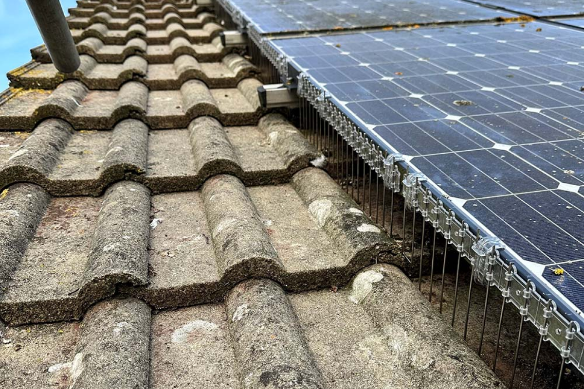 How to Protect Solar Panels From Seagull Droppings, Nesting, and Roosting