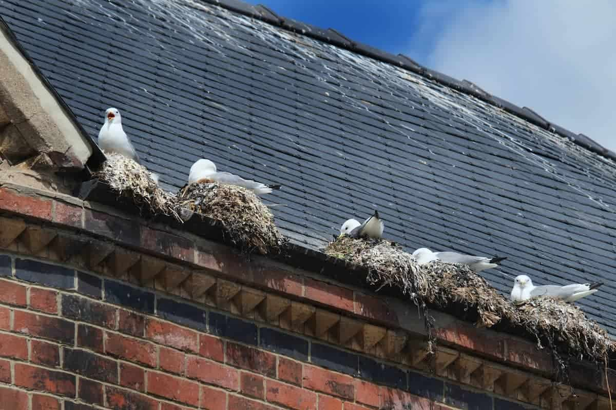 How to Stop Seagulls From Nesting on Commercial Rooftops