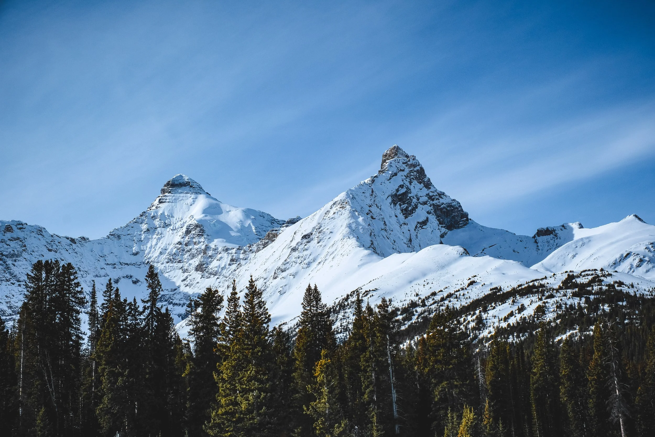 Snow-covered mountain peaks with a clear blue sky and a forest of evergreen trees at the base.
