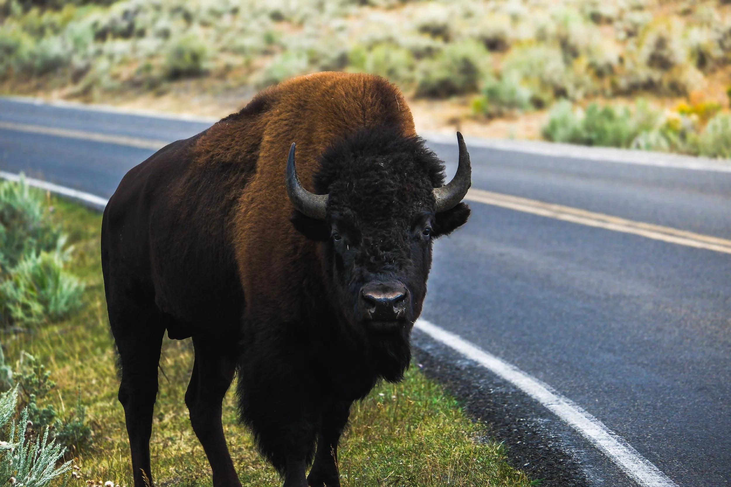 Bison