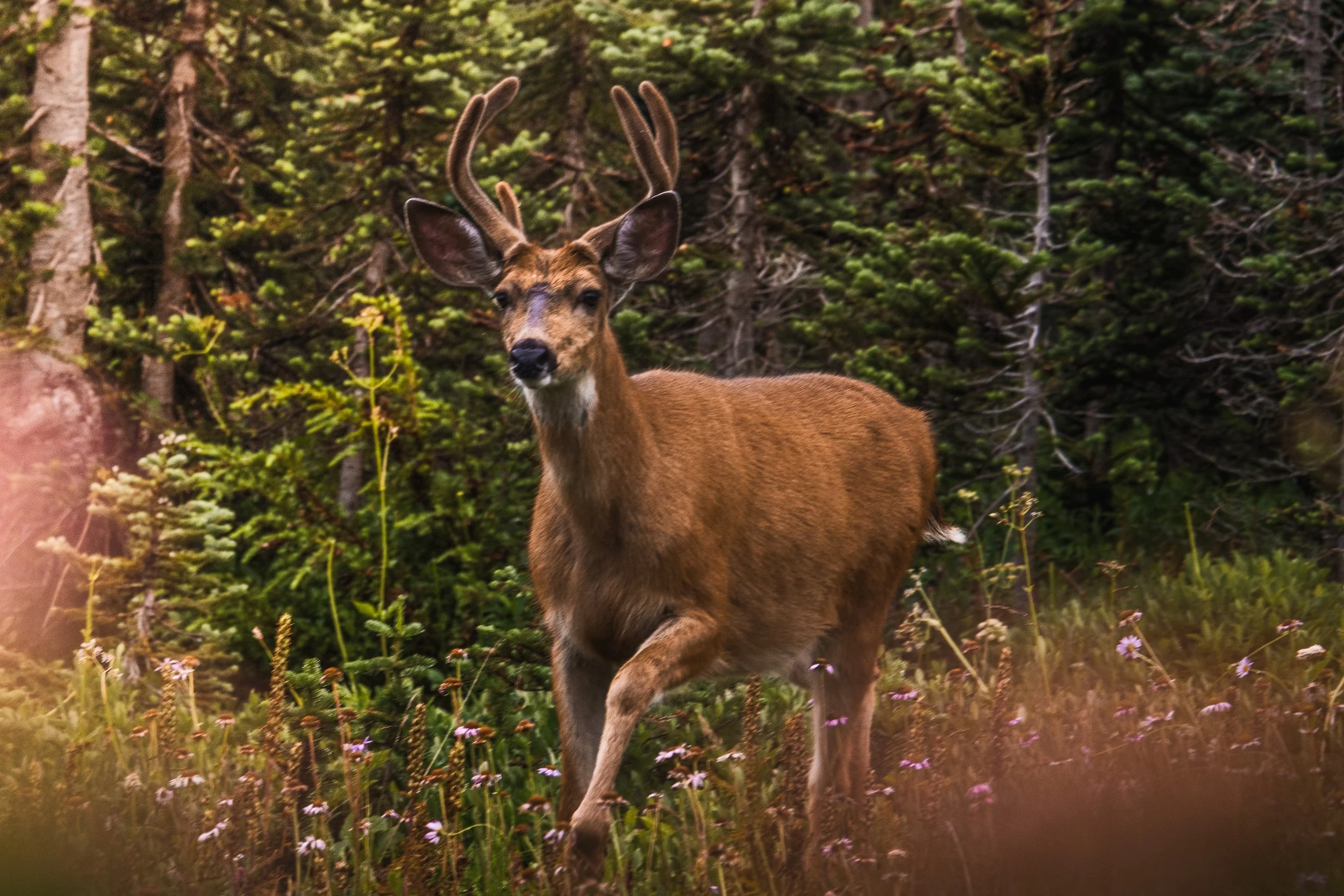 A deer with antlers standing in a forested area surrounded by greenery and small purple flowers.