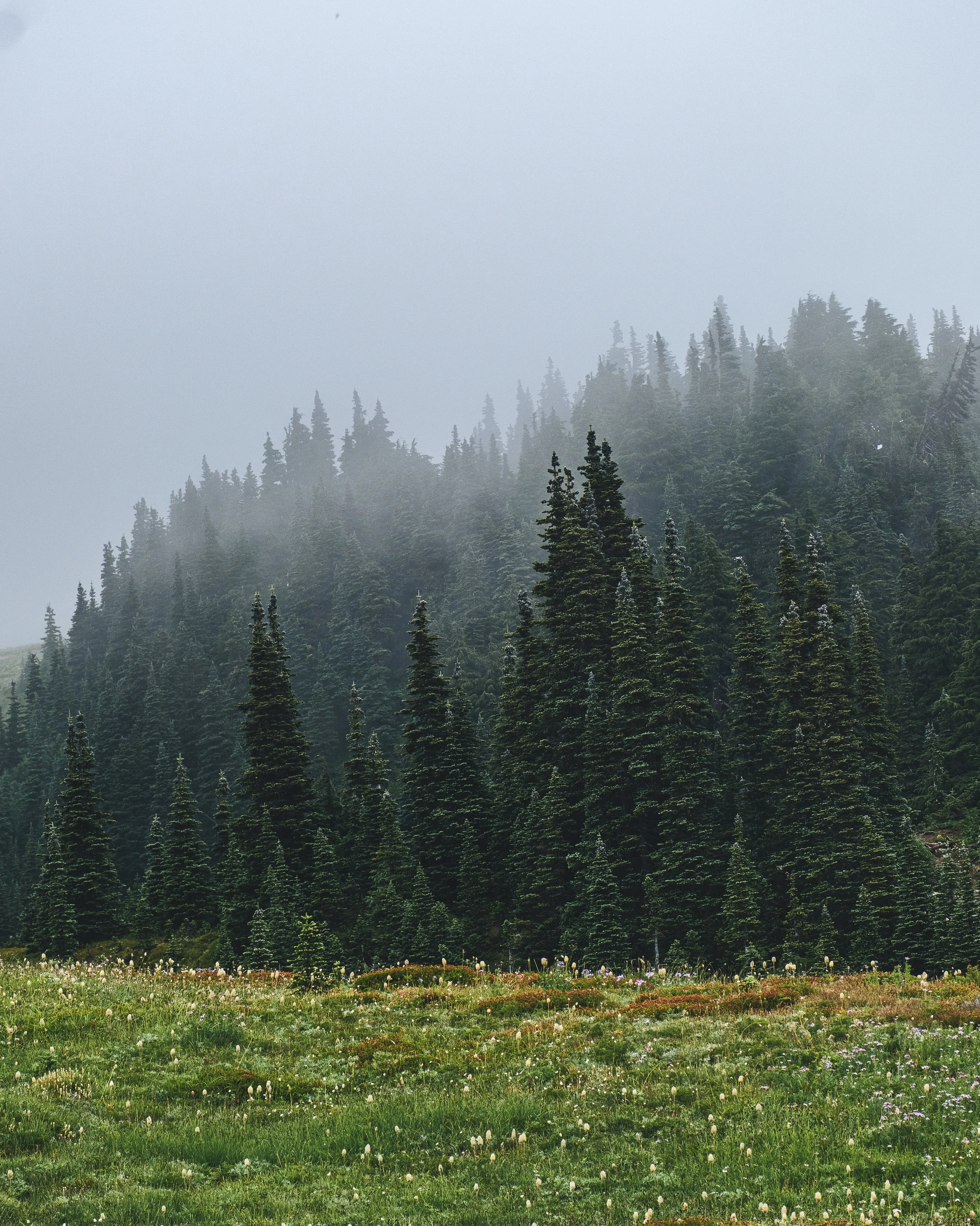 Forested mountain with tall trees, foggy sky in the background, and a grassy meadow with wildflowers in the foreground.