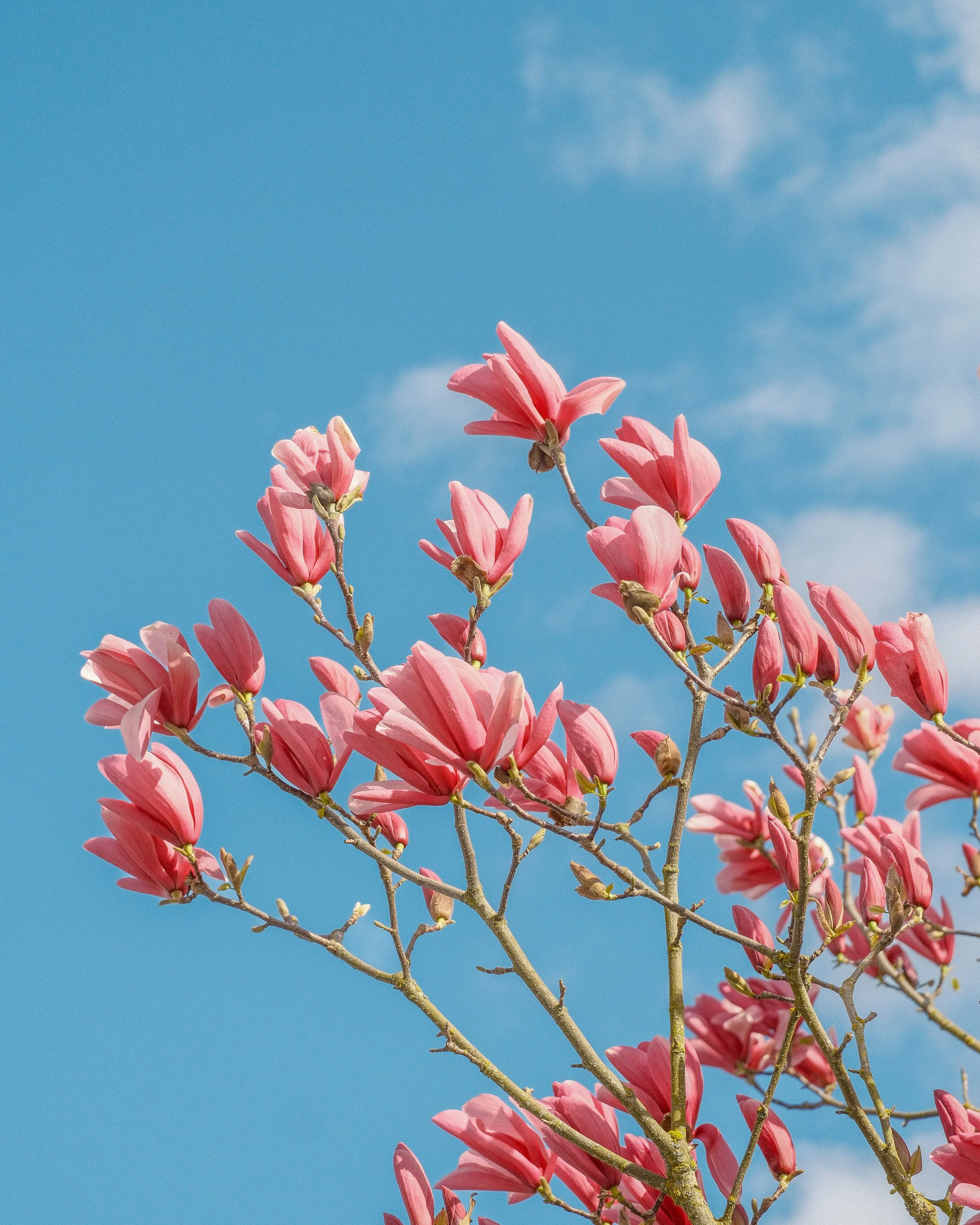 Magnolia