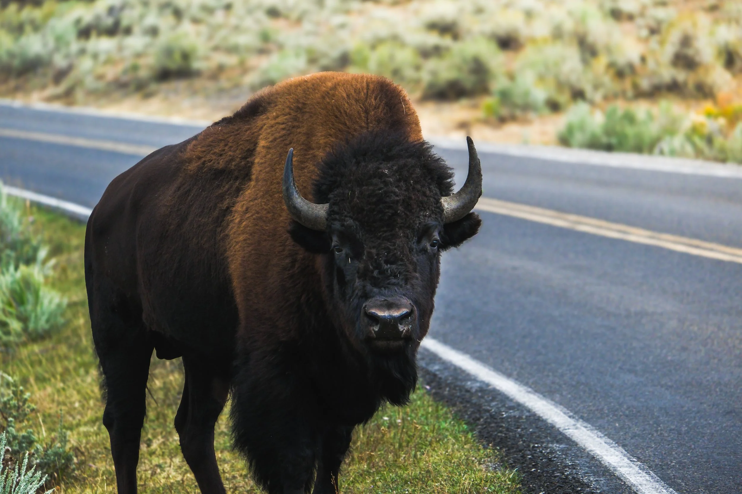 A large bison standing on the grassy side of a paved road in a natural landscape with shrubs and low bushes.