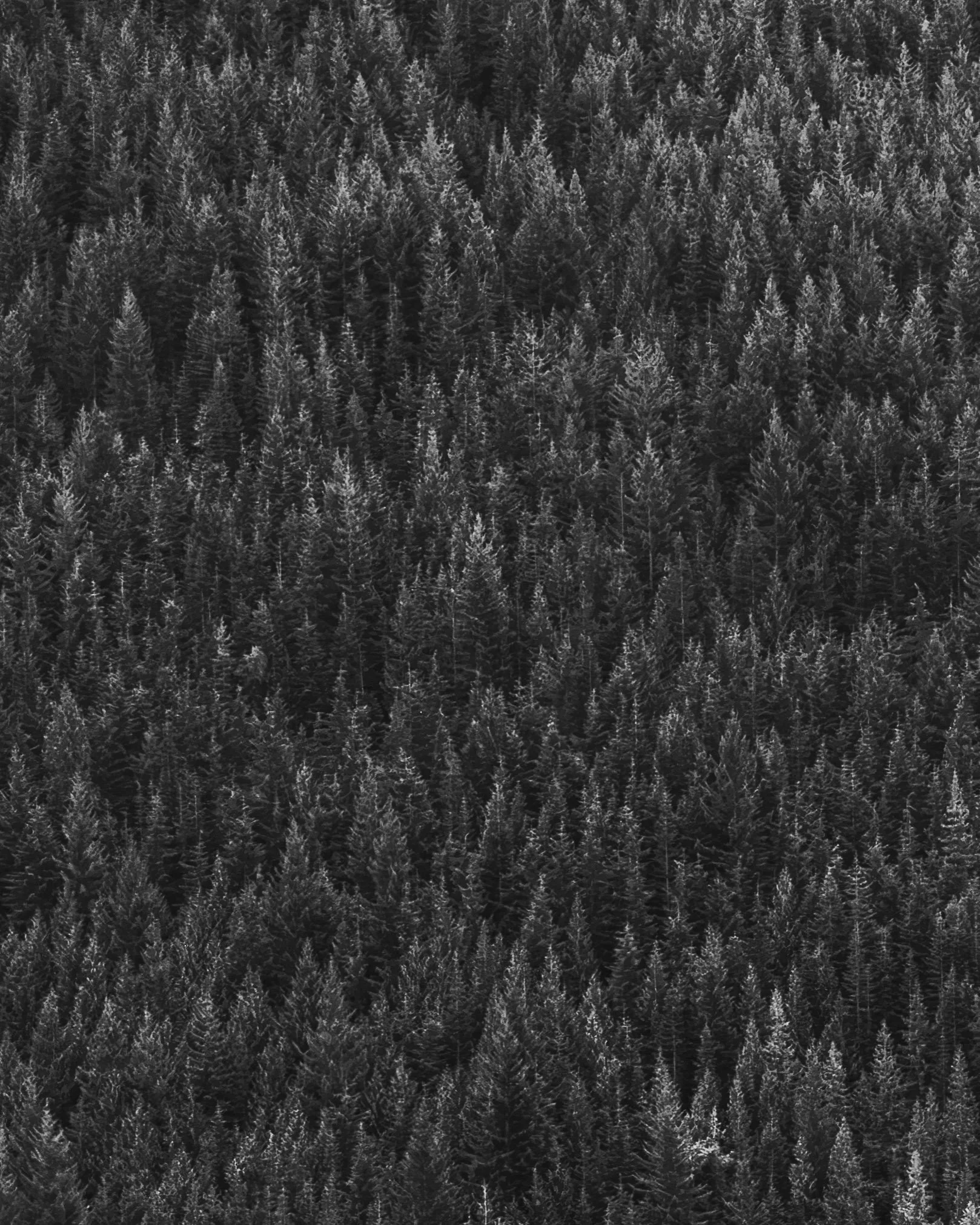 Black and white aerial photograph of a dense forest with tall trees.