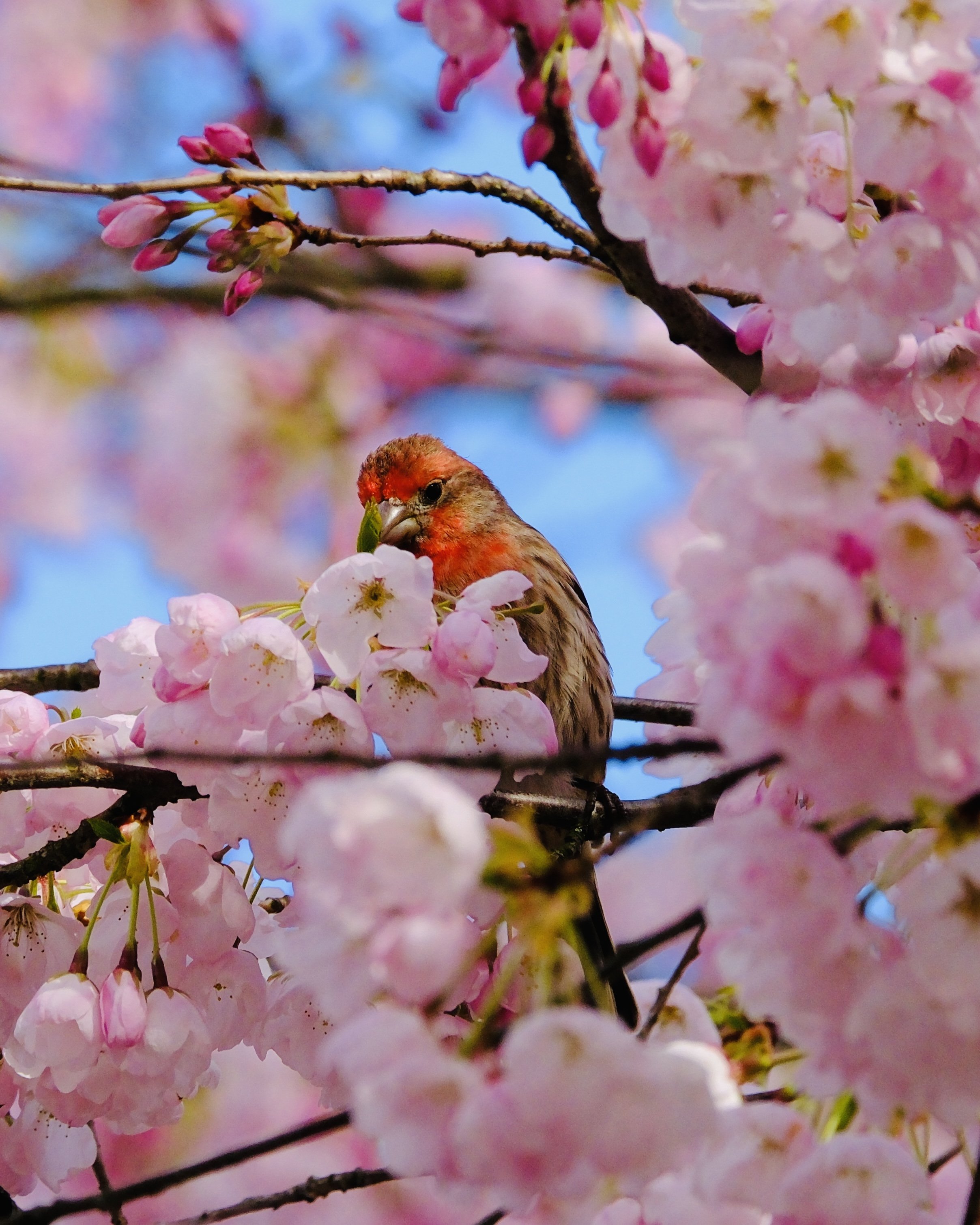 A small bird, possibly a house finch or chipping sparrow, perched on a branch among pink cherry blossom flowers against a blue sky.