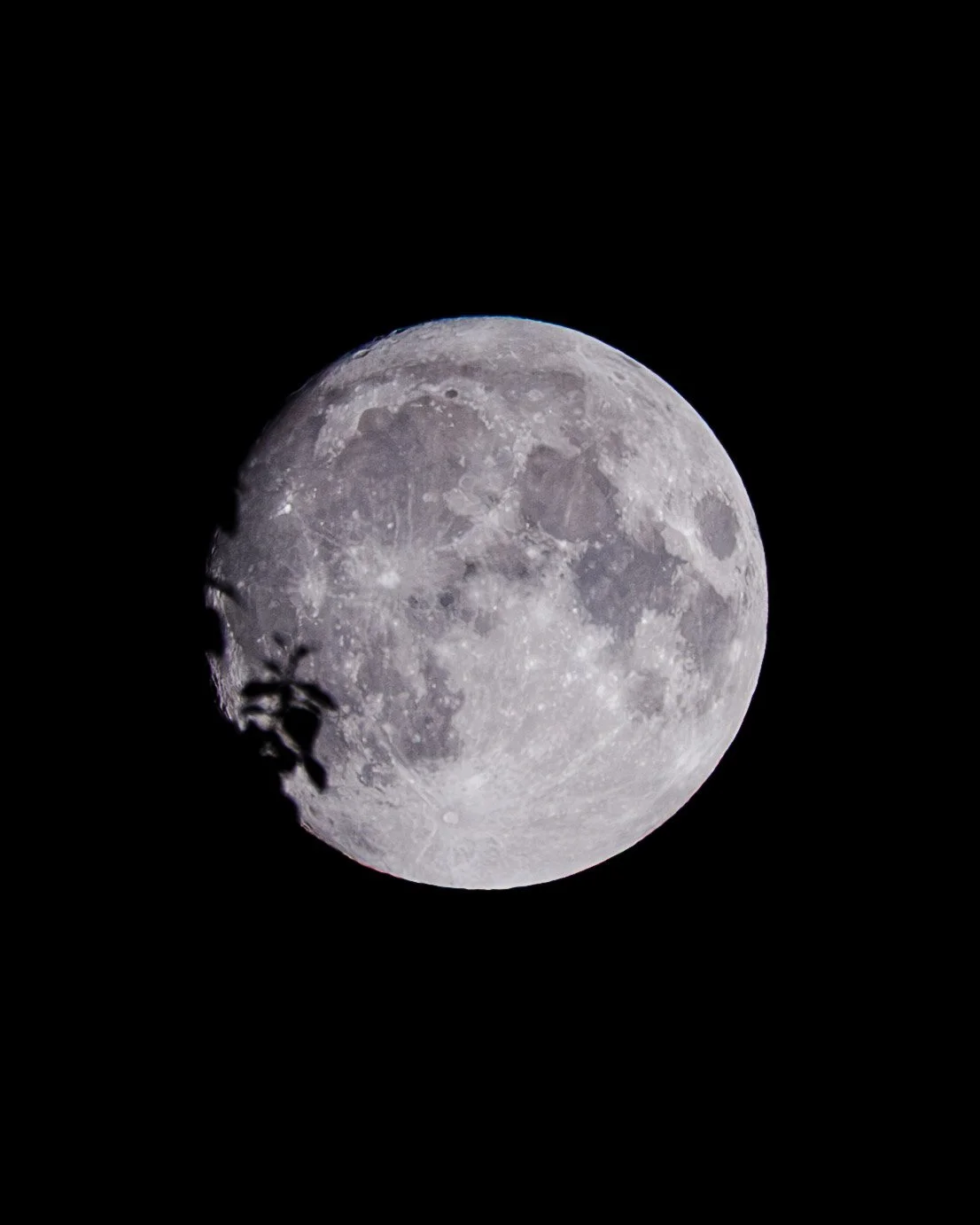 Full moon in a dark sky with a shadowed tree branch partially covering the lower left edge of the moon.