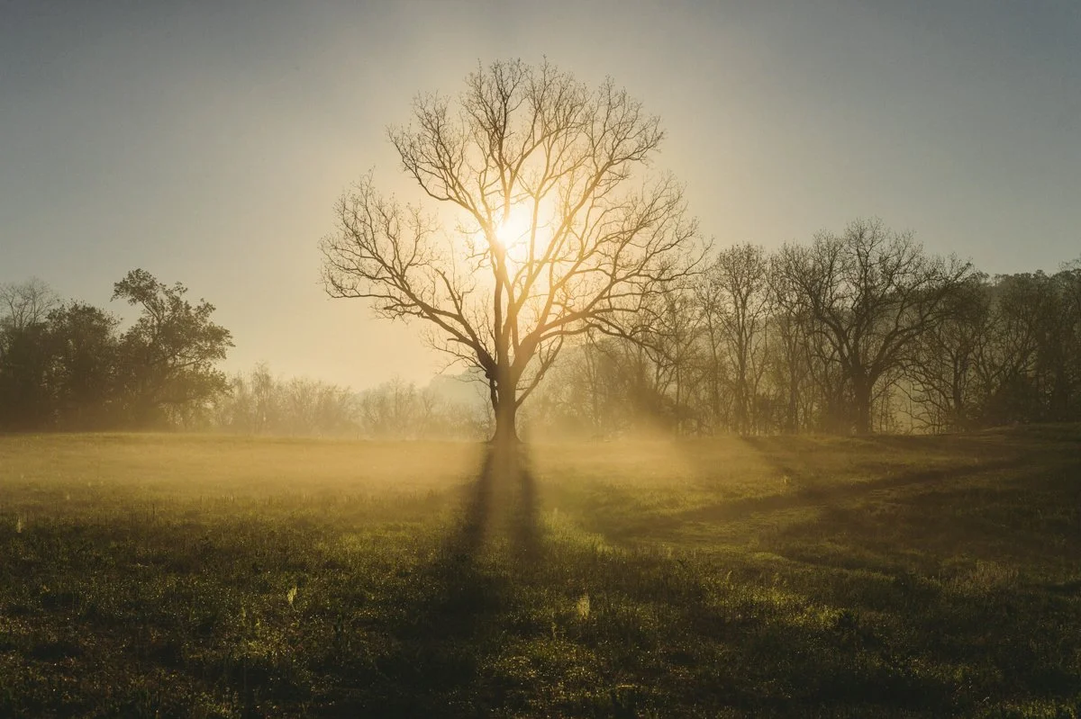 cromwell-valley-park-treeweb.jpg