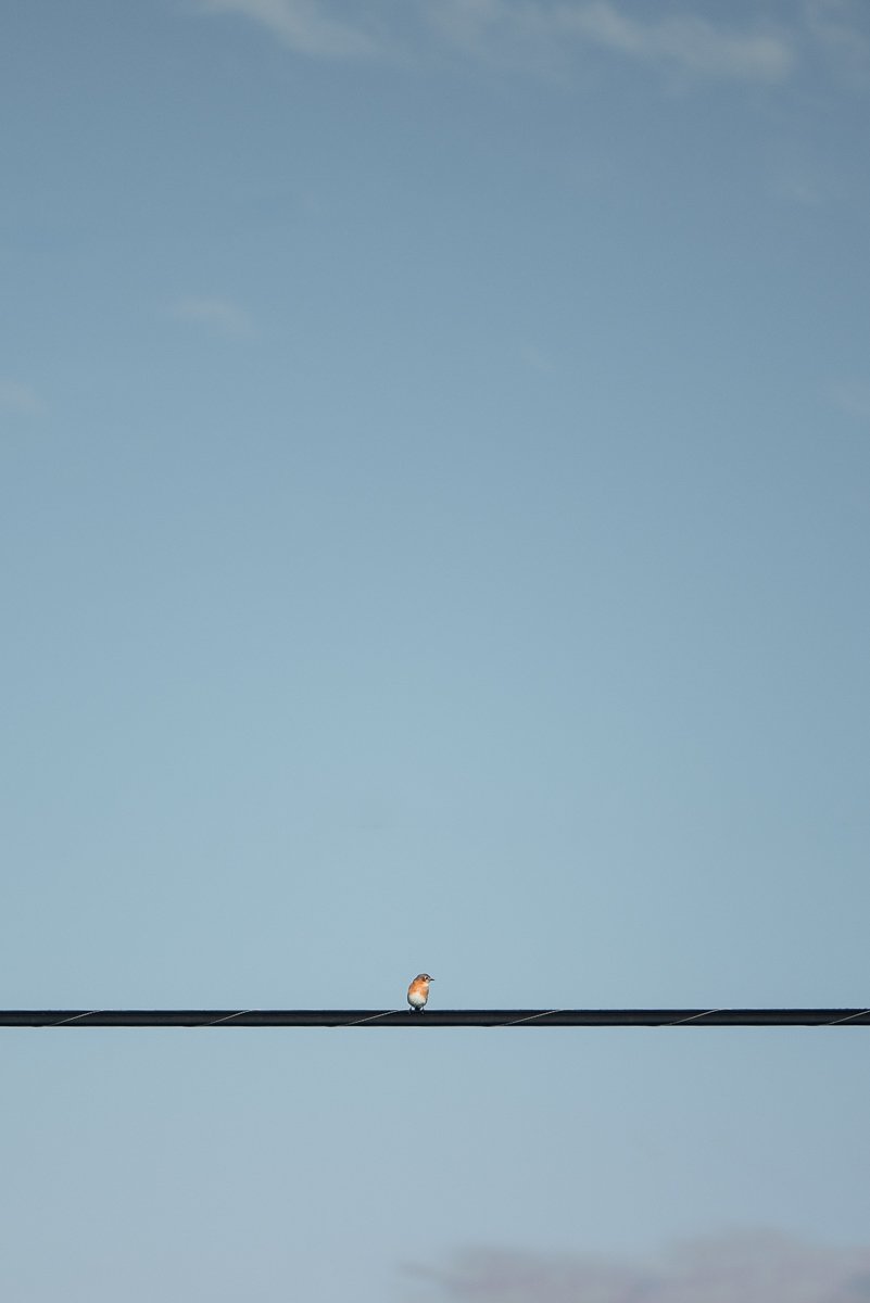 bird-on-a-wire-web.jpg