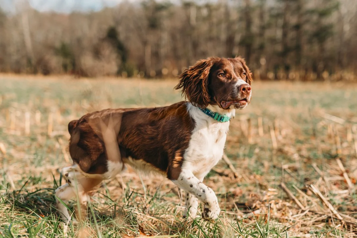 english-springer-spaniel-pointing-web.jpg