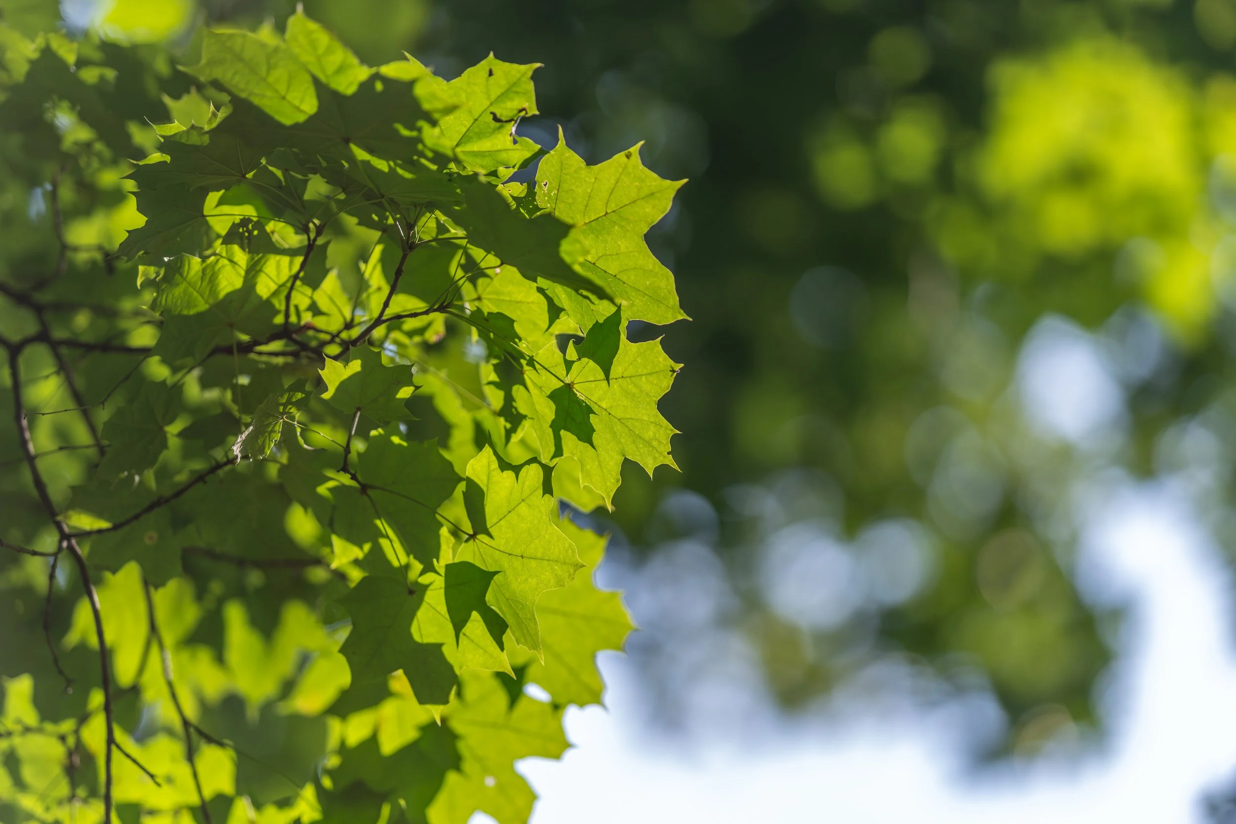 AdobeStock_2172250309.jpeg