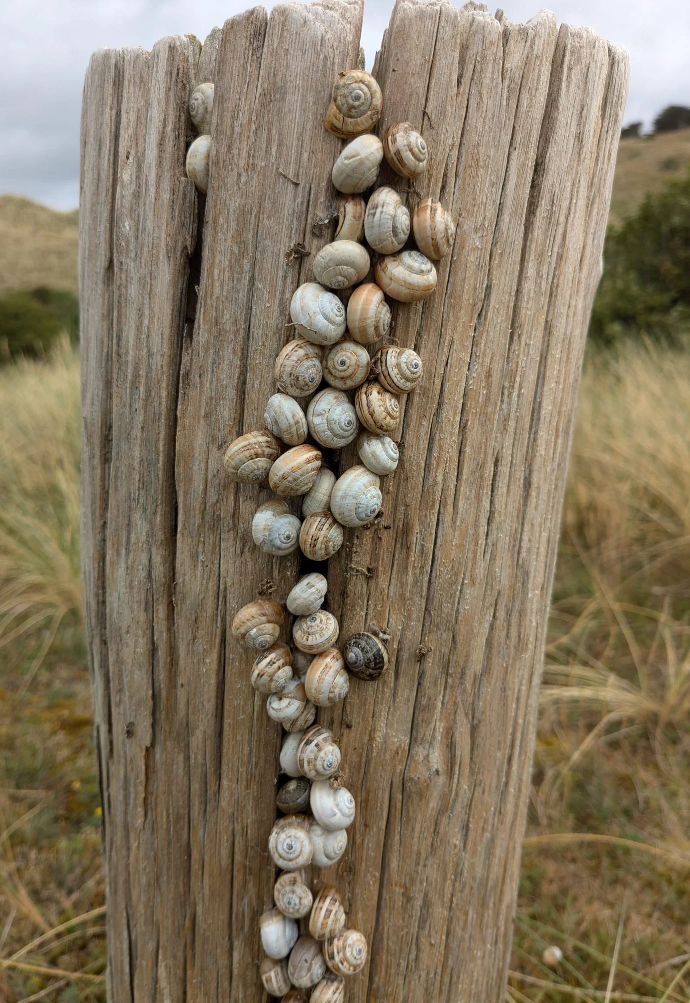 Een oud houten paal met een reeks schelpen erop vastgemaakt, mogelijk als decoratie of souvenir, met een natuurlijke achtergrond met gras en een heuvel.