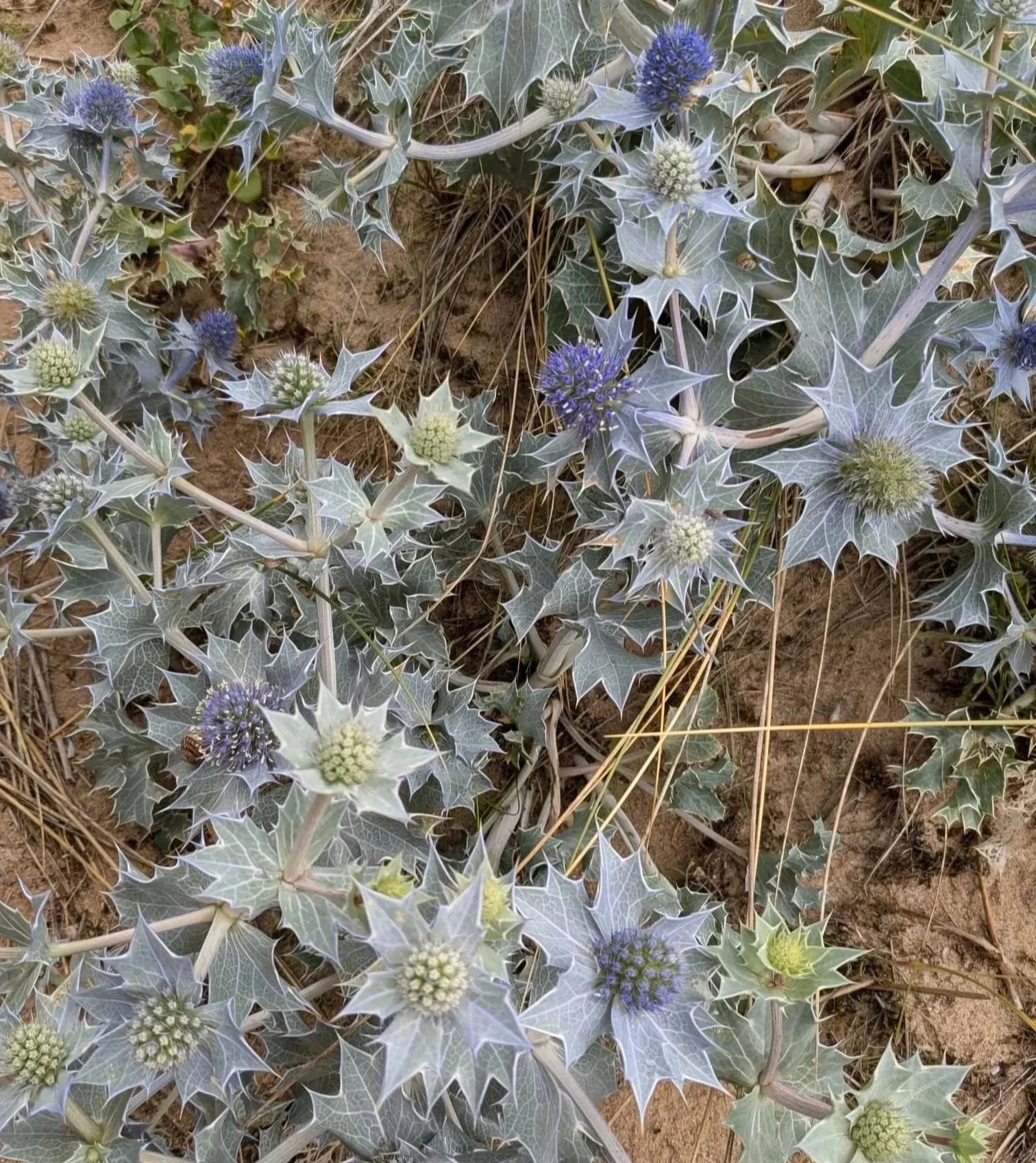 Groene en witte messestruik met paarse bloemen, groeiend in zandige bodem.