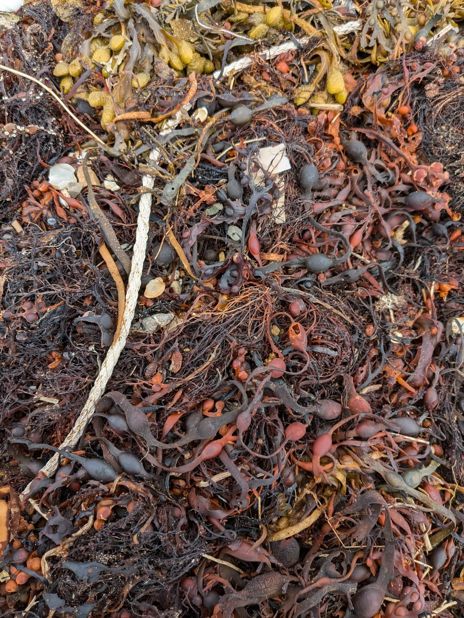 Zeewier op het strand, bestaan uit verschillende soorten en kleuren, waaronder bruin, rood en groen, met een touw dat erdoorheen loopt.