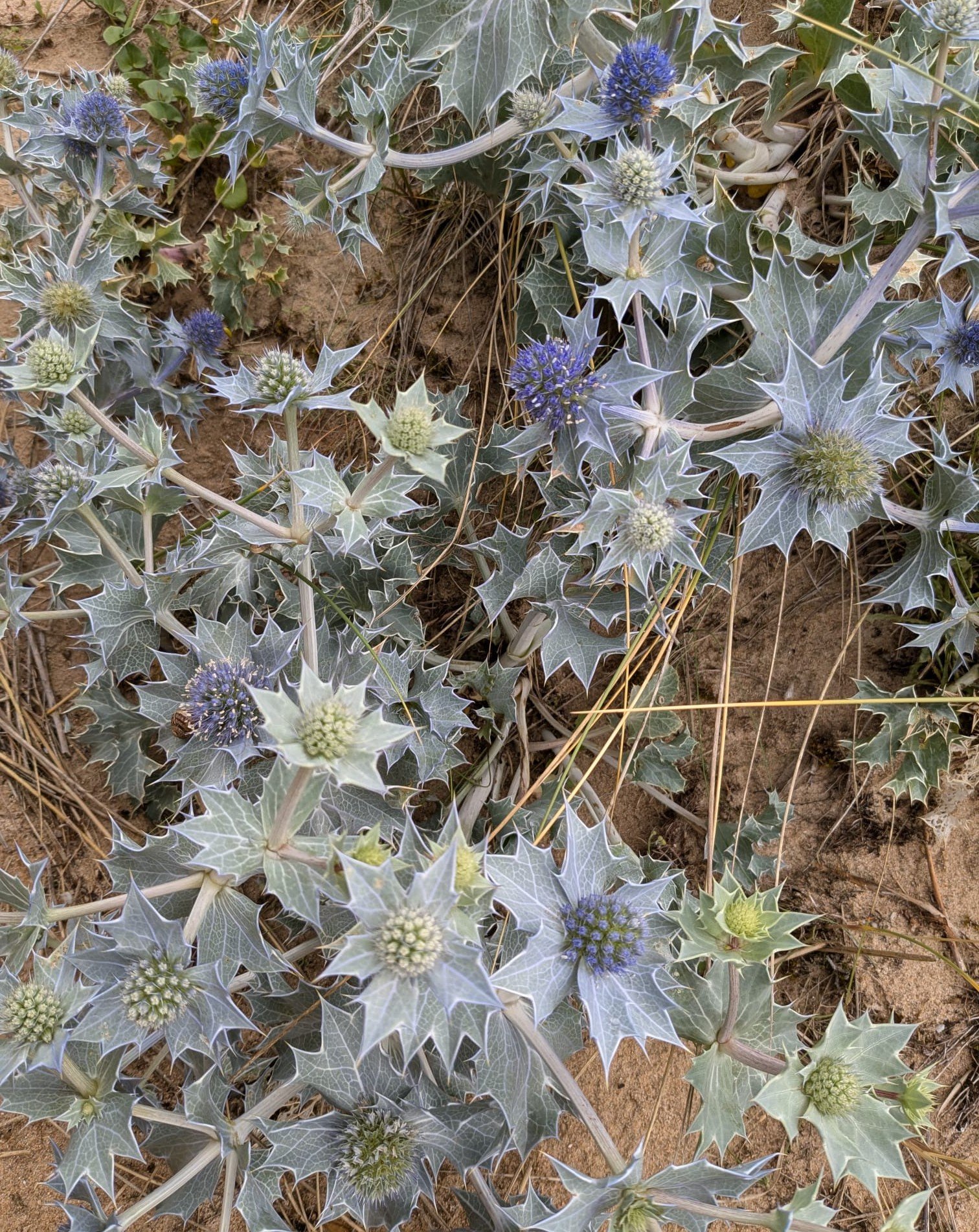 Groene en zilverkleurige doornsplaat met paarse bloemen en witte bloemknoppen