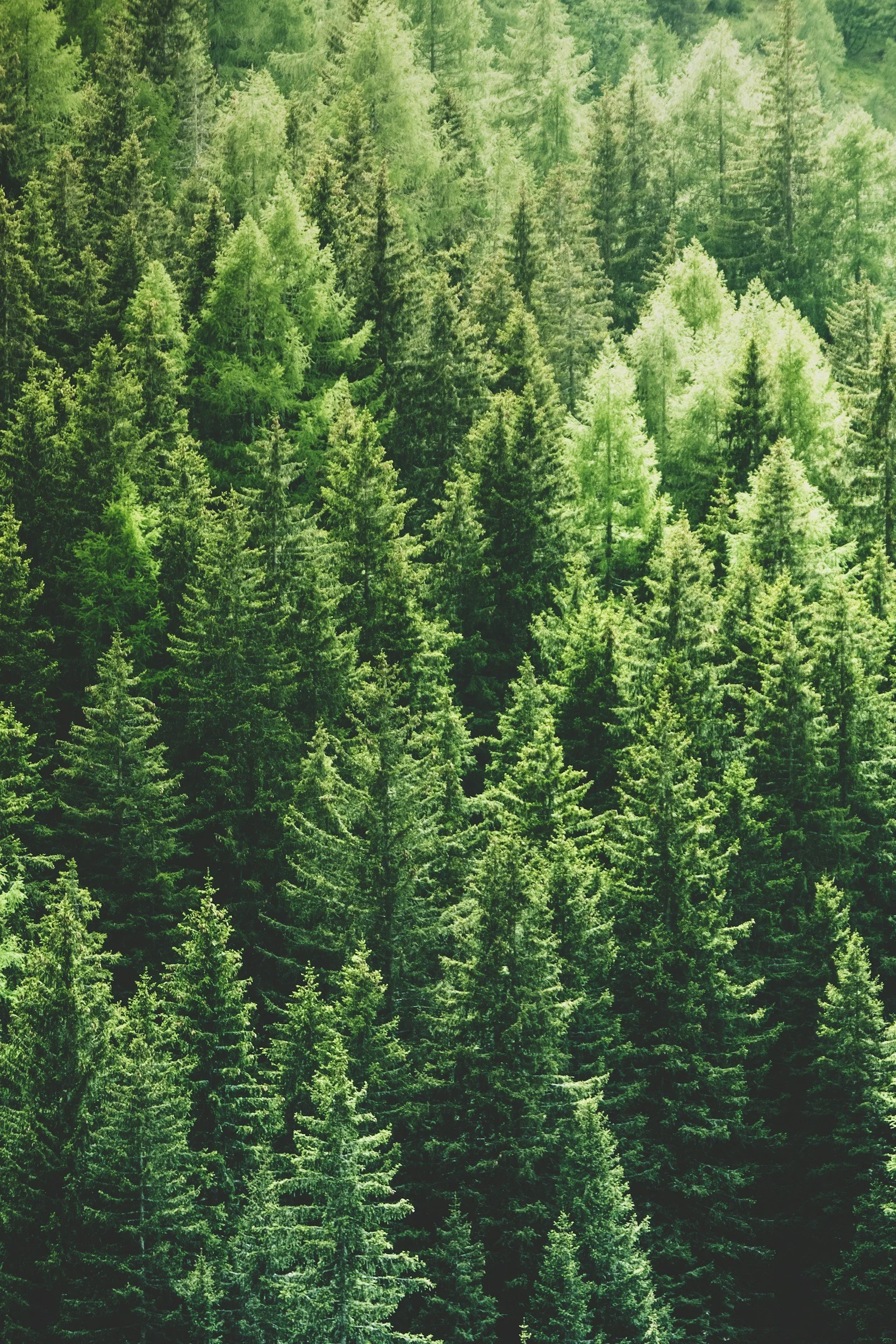 forest of pine trees