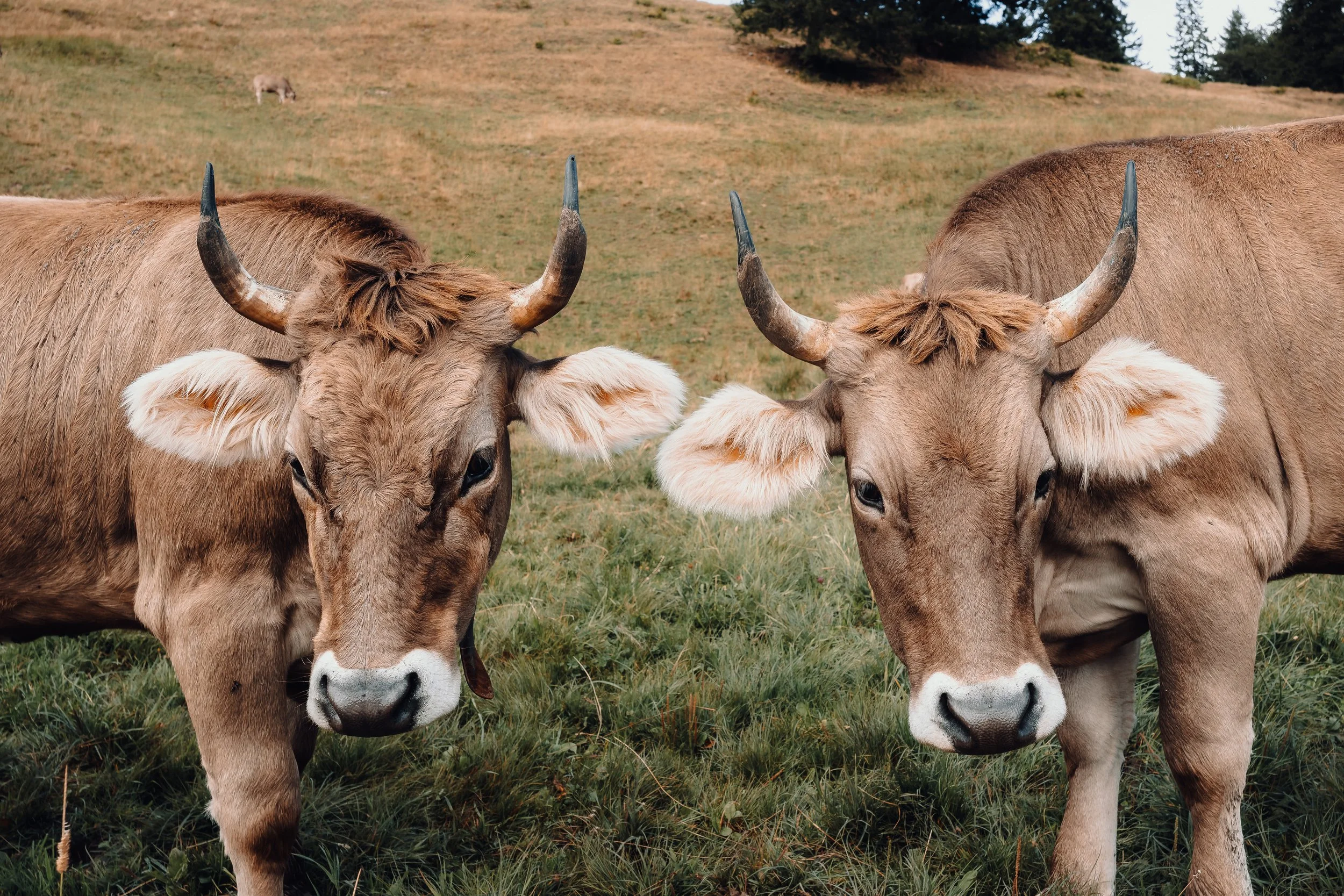 Twee koeien die dicht bij elkaar staan, kijken naar de camera op een grasveld met heuvels en bomen op de achtergrond.