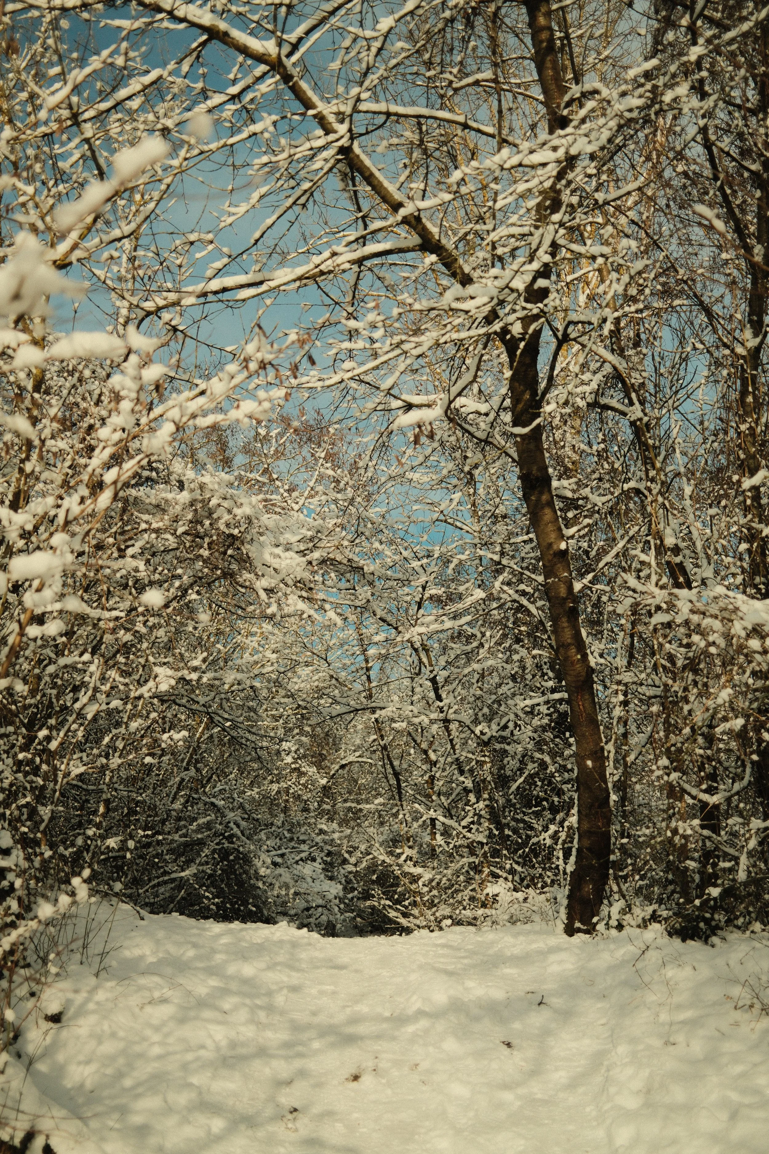 Schneebedeckte Bäume und Boden in einem Wald mit blauem Himmel im Hintergrund.