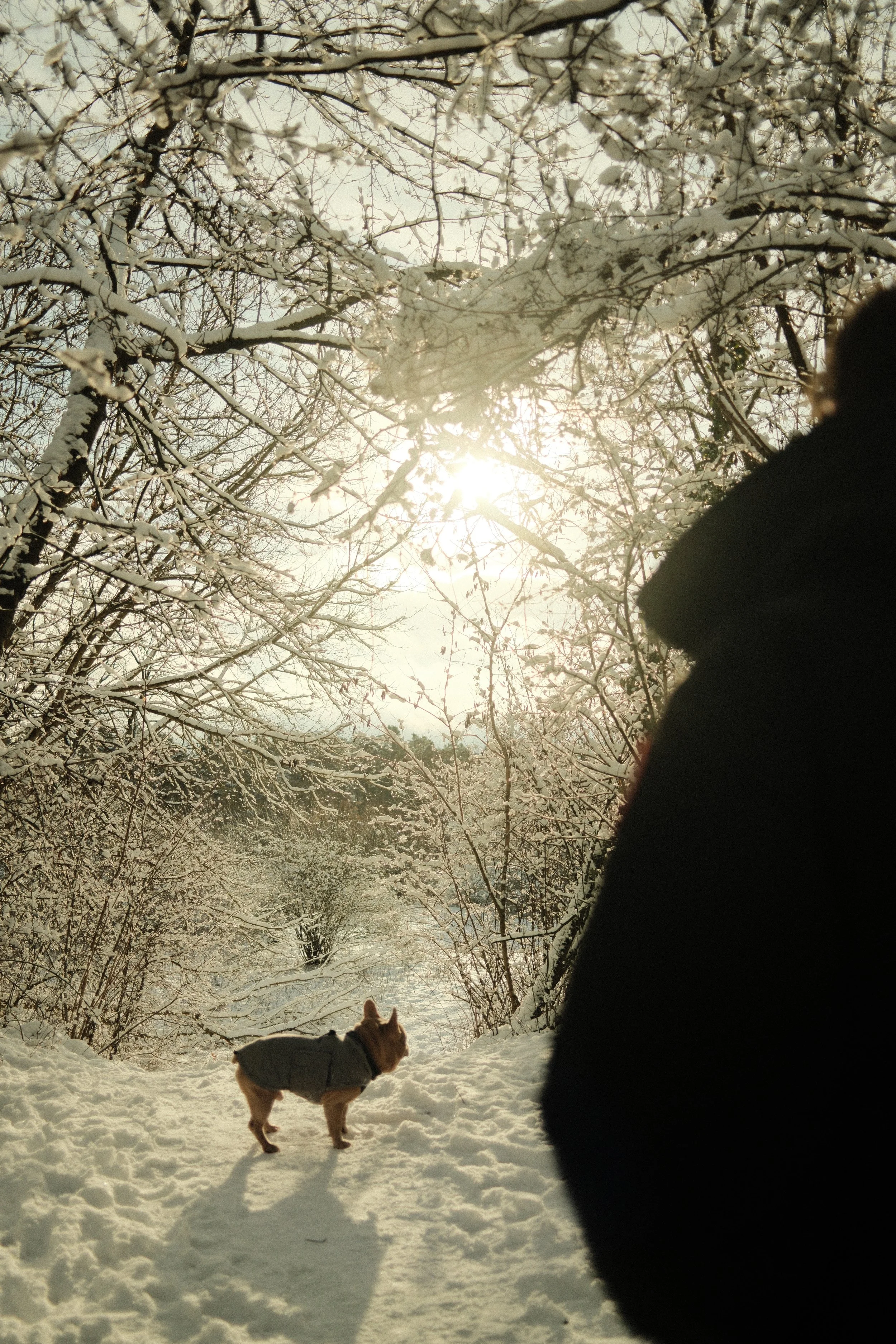 Schneebedeckter Weg mit Bäumen im Hintergrund, die Zweige sind mit Schnee bedeckt. Zwei Hunde tragen Mäntel, einer schaut in die Ferne, der andere ist in einer schwarzen Jacke. Sonnenlicht scheint durch die Zweige.