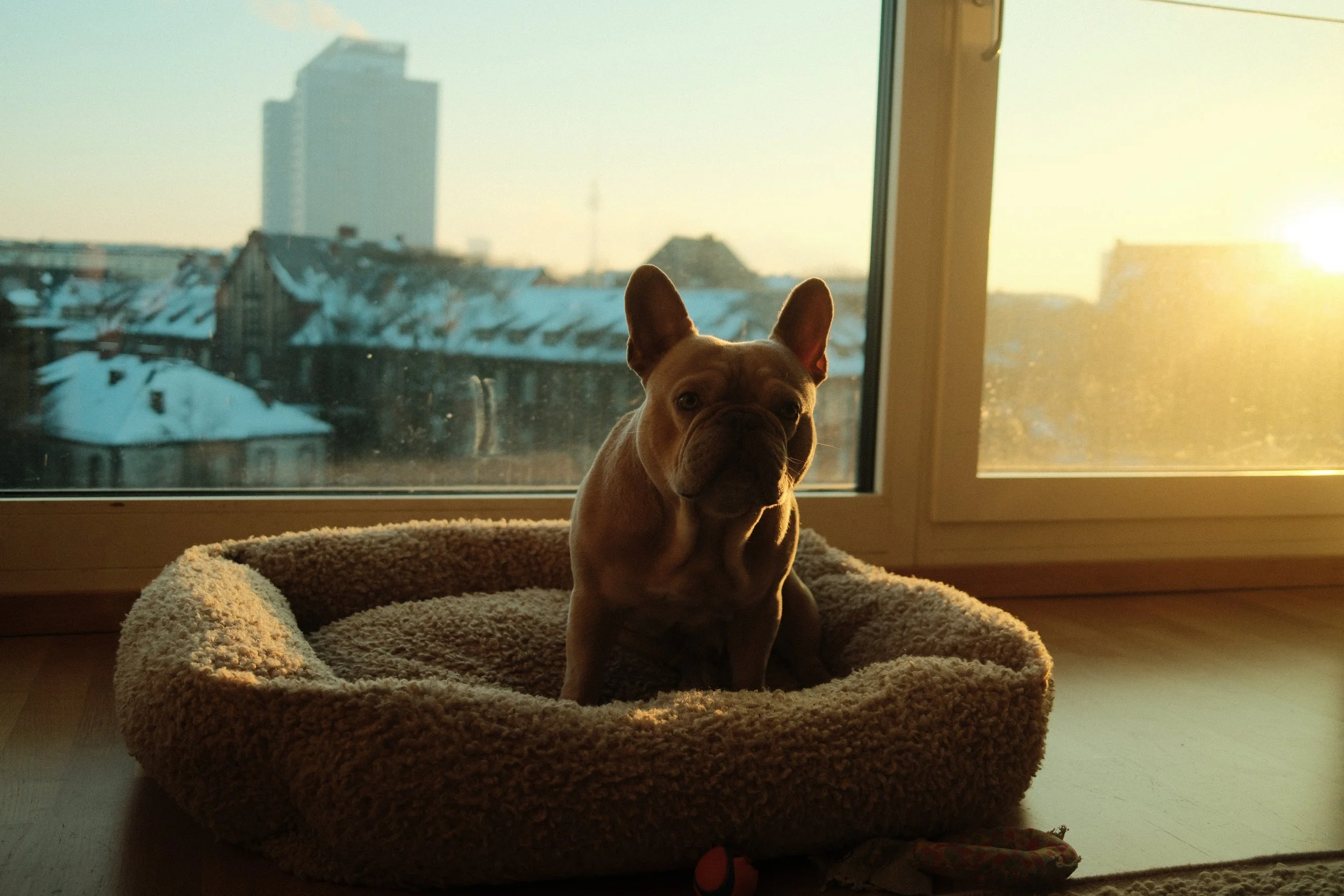Ein Hund sitzt in einer kuscheligen Hundekuschelbett vor einem Fenster mit Blick auf verschneite Dächer und eine Stadt im Sonnenlicht während der Dämmerung.