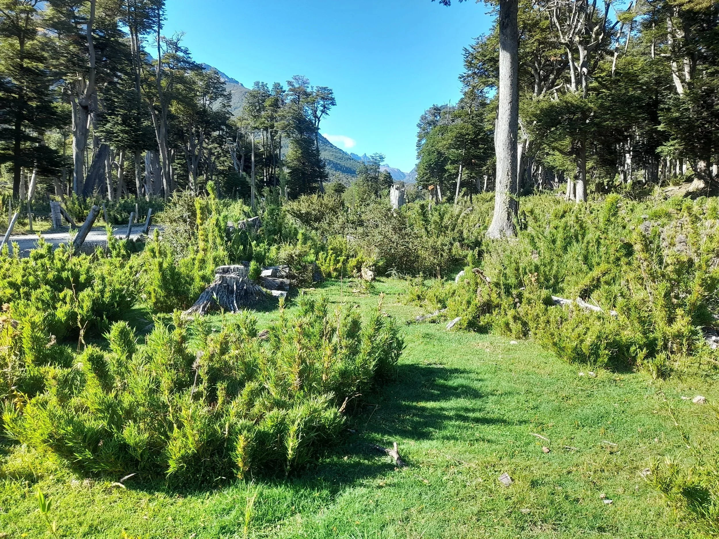EN VENTA - 5 hectáreas: parcelas de 1 ha en Río Chico, Futaleufú