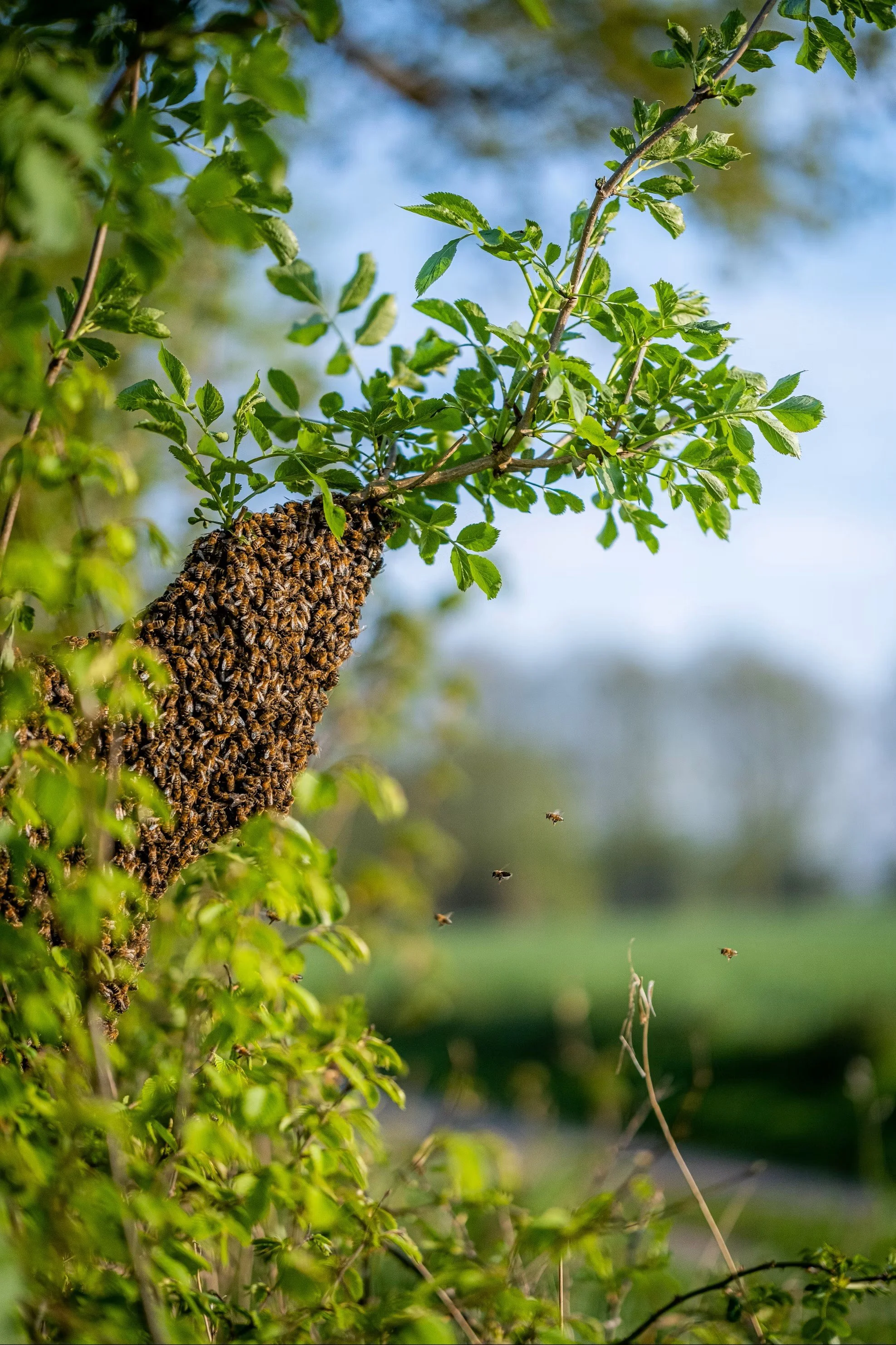 Essaim d’abeilles accroché à une branche feuillue, avec plusieurs abeilles en vol.